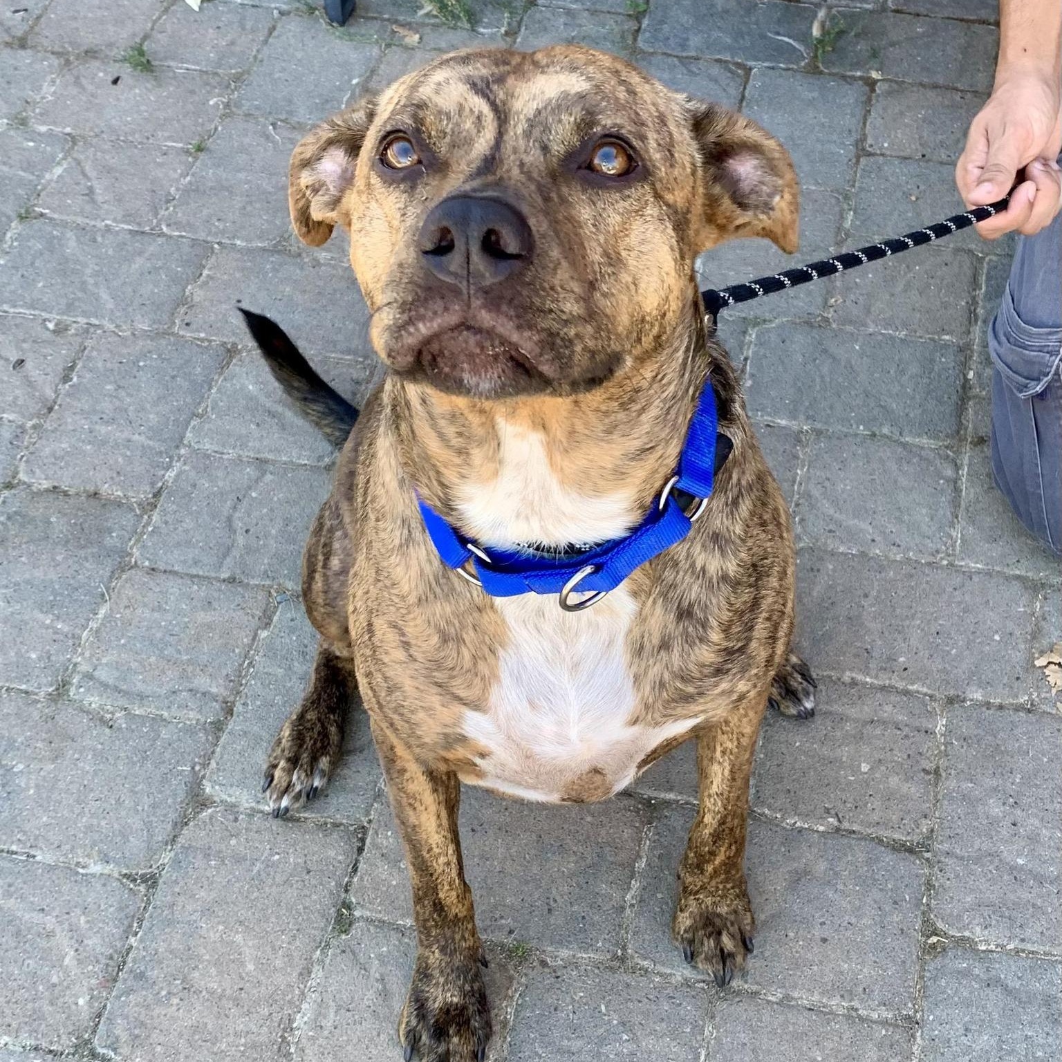 Zeke- Perfect Gentleman