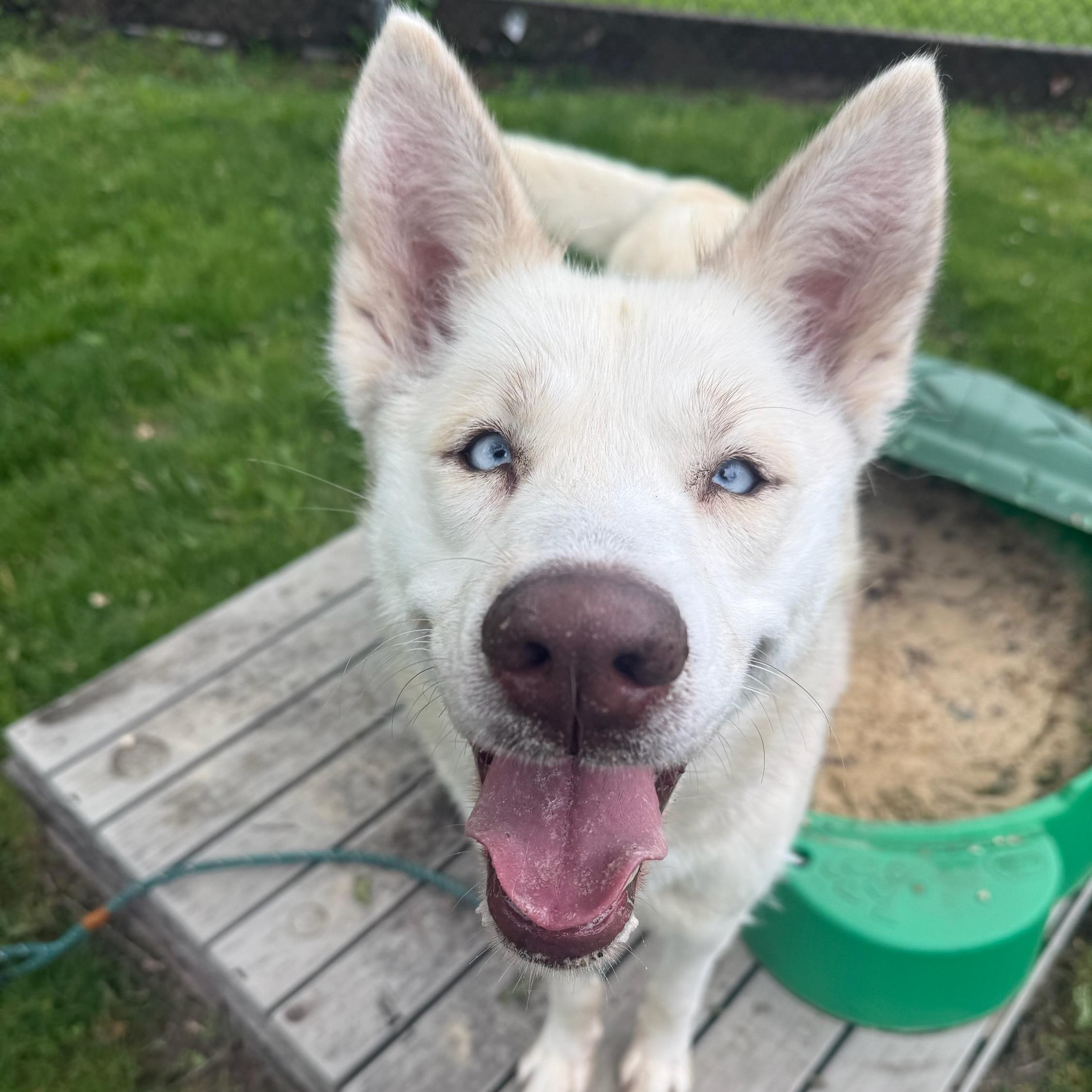 Nala, adopted, Young Female Husky.