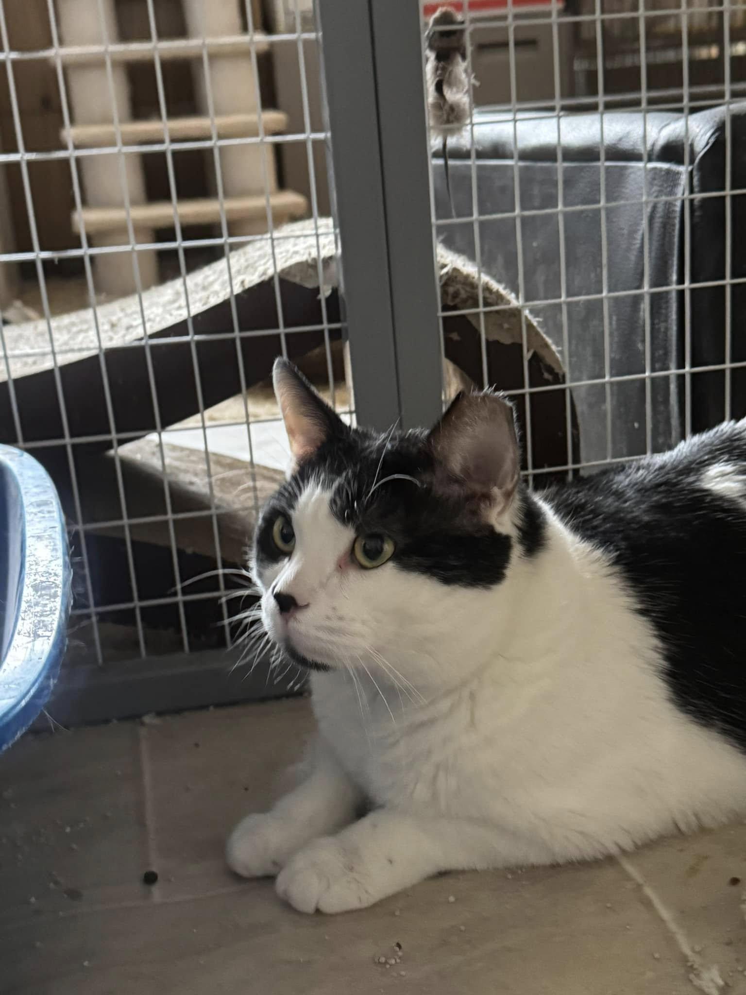 Enlarge Marshall- senior for senior promotion available!!!, a Adopted Domestic Short Hair in Malibu, CA image 2/5