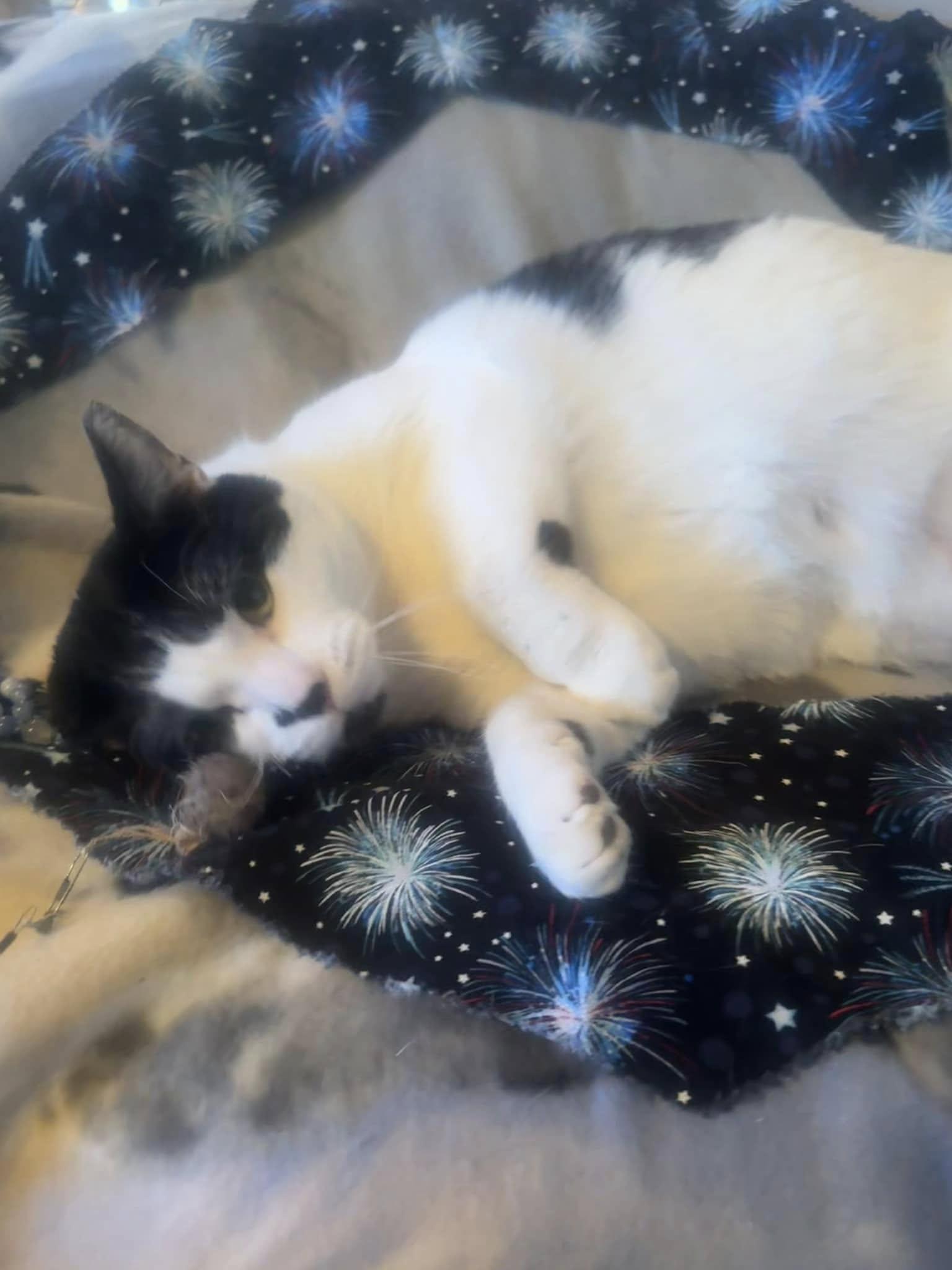 Marshall- senior for senior promotion available!!!, Adopted, Adult Male Domestic Short Hair.