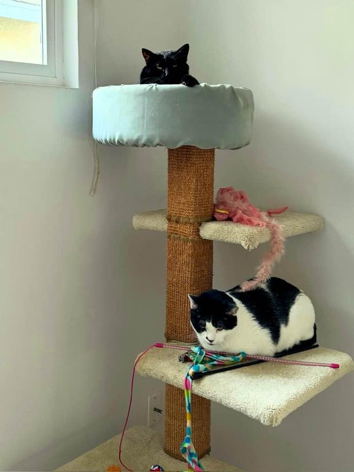 Enlarge Marshall- senior for senior promotion available!!!, a Adopted Domestic Short Hair in Malibu, CA image 3/5