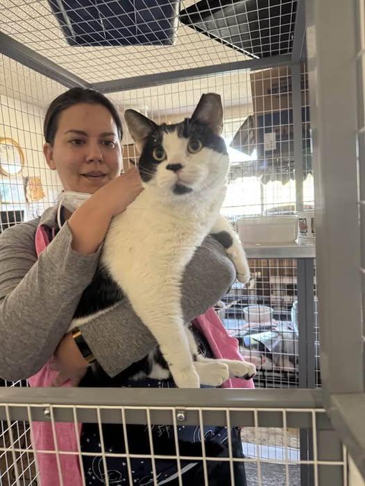 Enlarge Marshall- senior for senior promotion available!!!, a Adopted Domestic Short Hair in Malibu, CA image 4/5