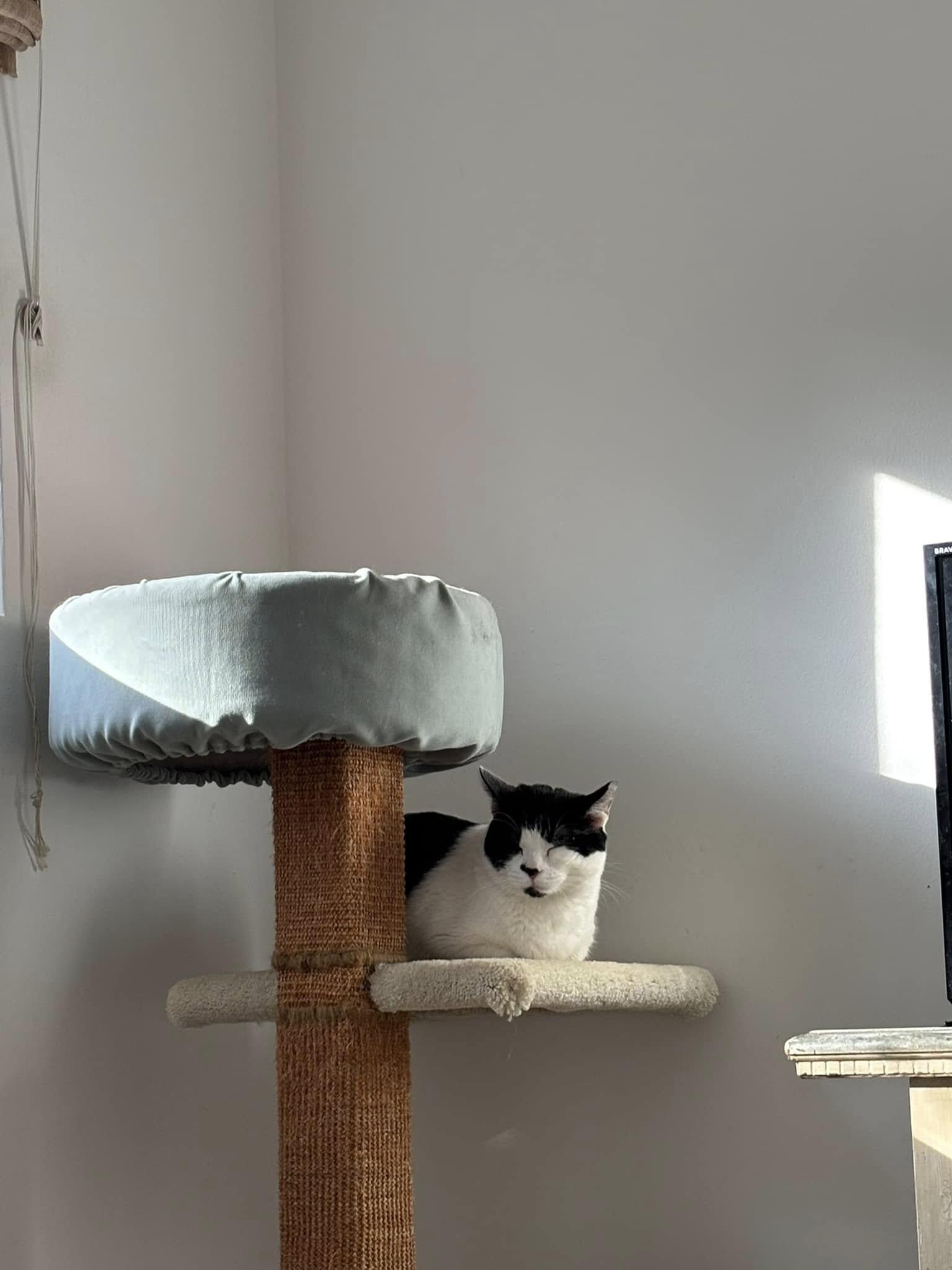 Enlarge Marshall- senior for senior promotion available!!!, a Adopted Domestic Short Hair in Malibu, CA image 5/5