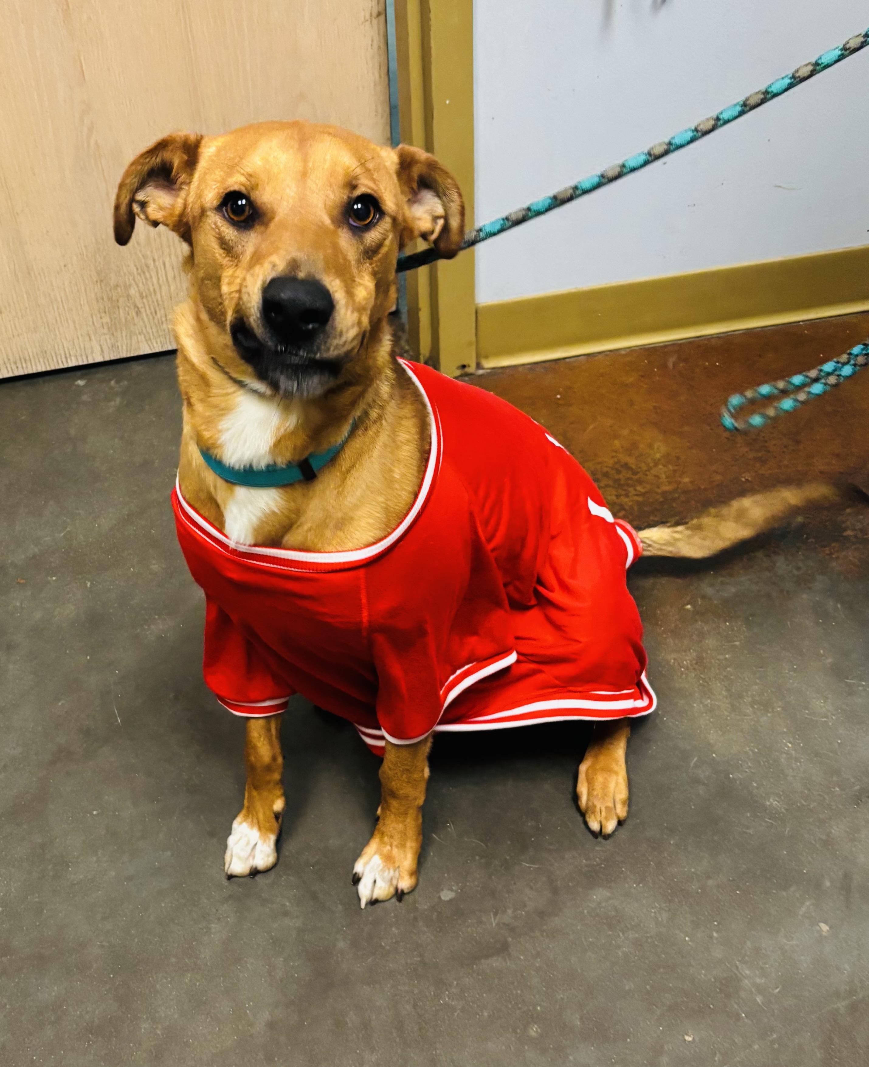 Enlarge Benny, a ADOPTABLE mixed breed in Council Bluffs, IA image 1/1