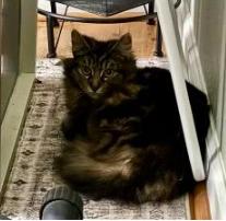 177772 Nala (Off Site Foster)