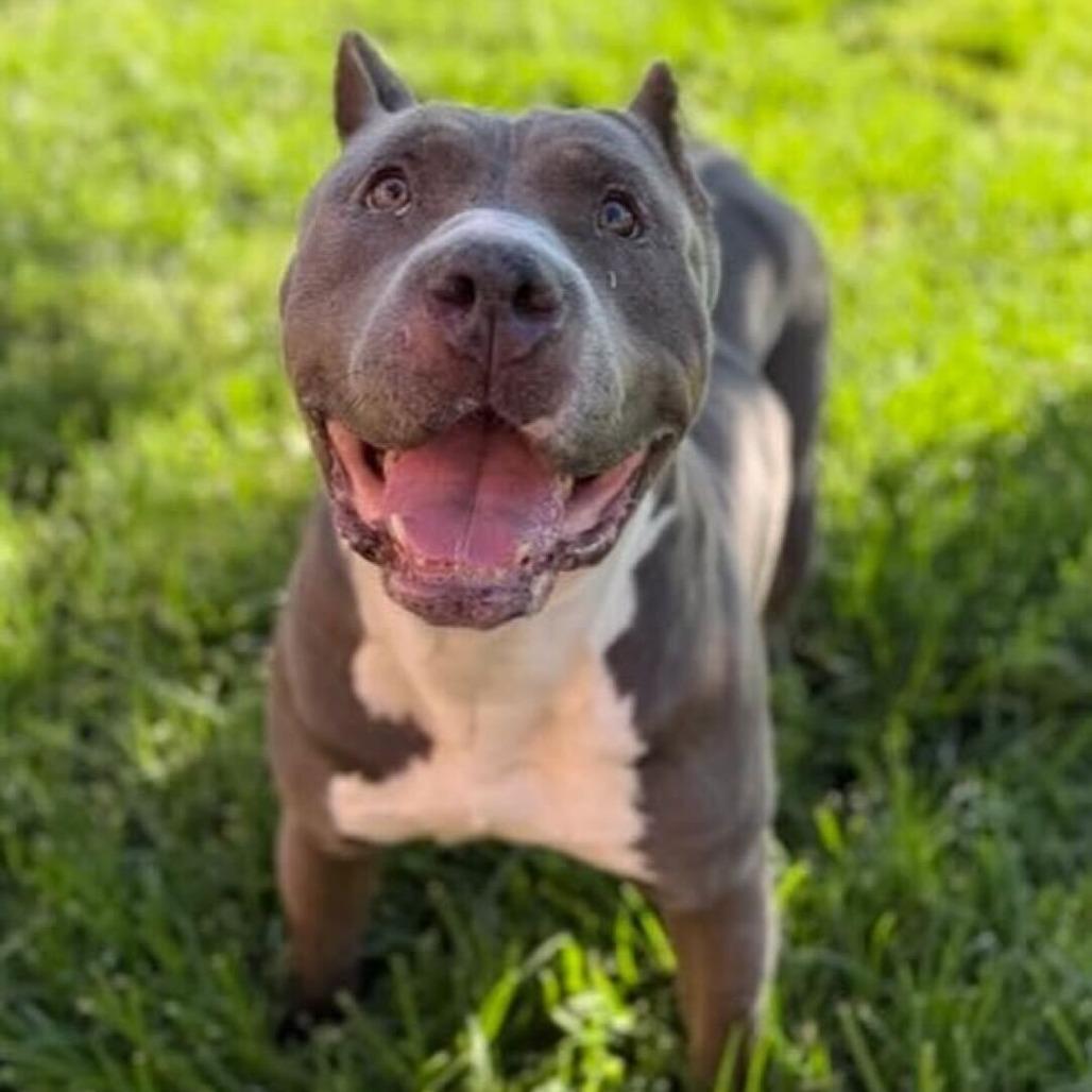 Enlarge Silver, a Adoptable Pit Bull Terrier in Turlock, CA image 3/6