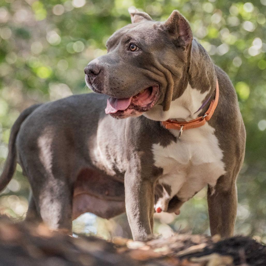Enlarge Silver, a Adoptable Pit Bull Terrier in Turlock, CA image 4/6