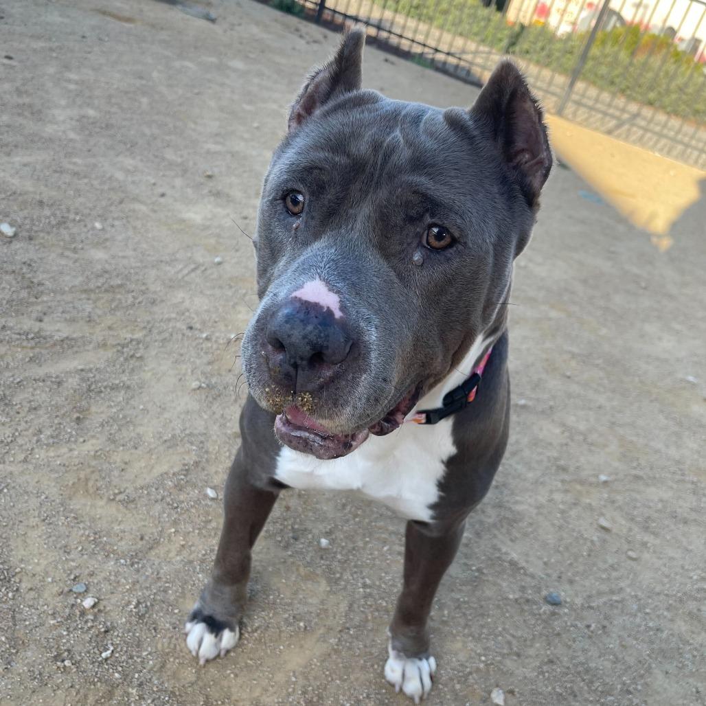 Enlarge Silver, a Adoptable Pit Bull Terrier in Turlock, CA image 5/6