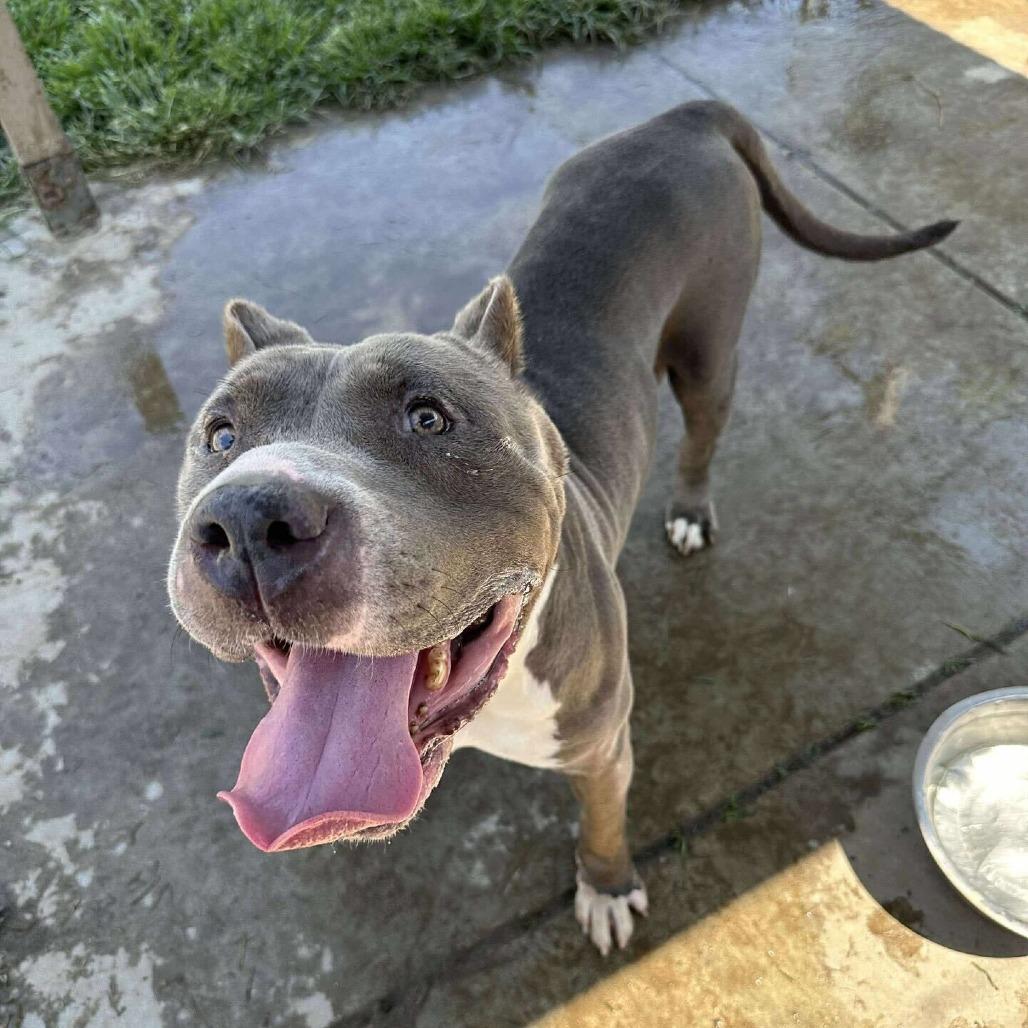 Enlarge Silver, a Adoptable Pit Bull Terrier in Turlock, CA image 6/6