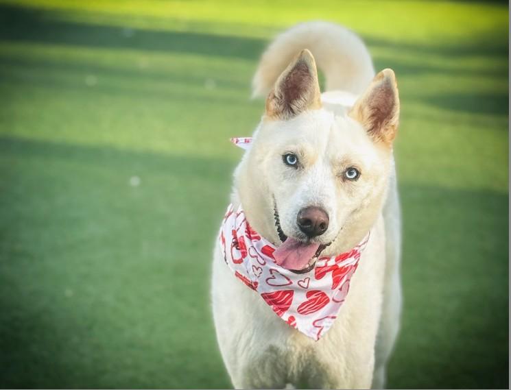 DANTE, Adoptable, Adult Male Husky.