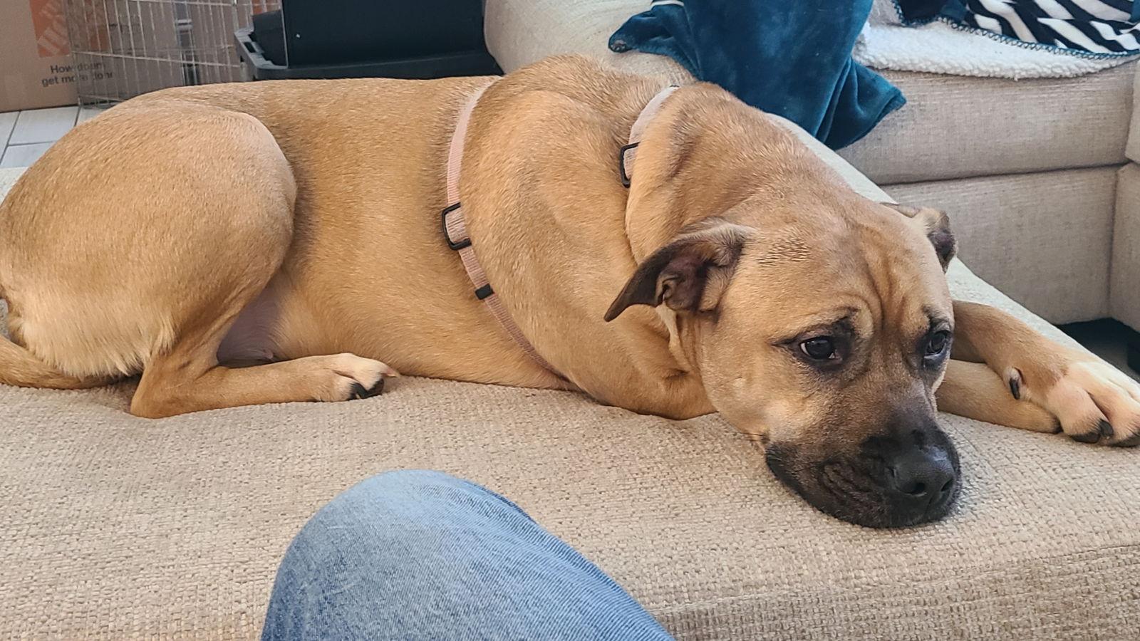 Bella, Adoptable, Adult Female American Bulldog & Golden Retriever.