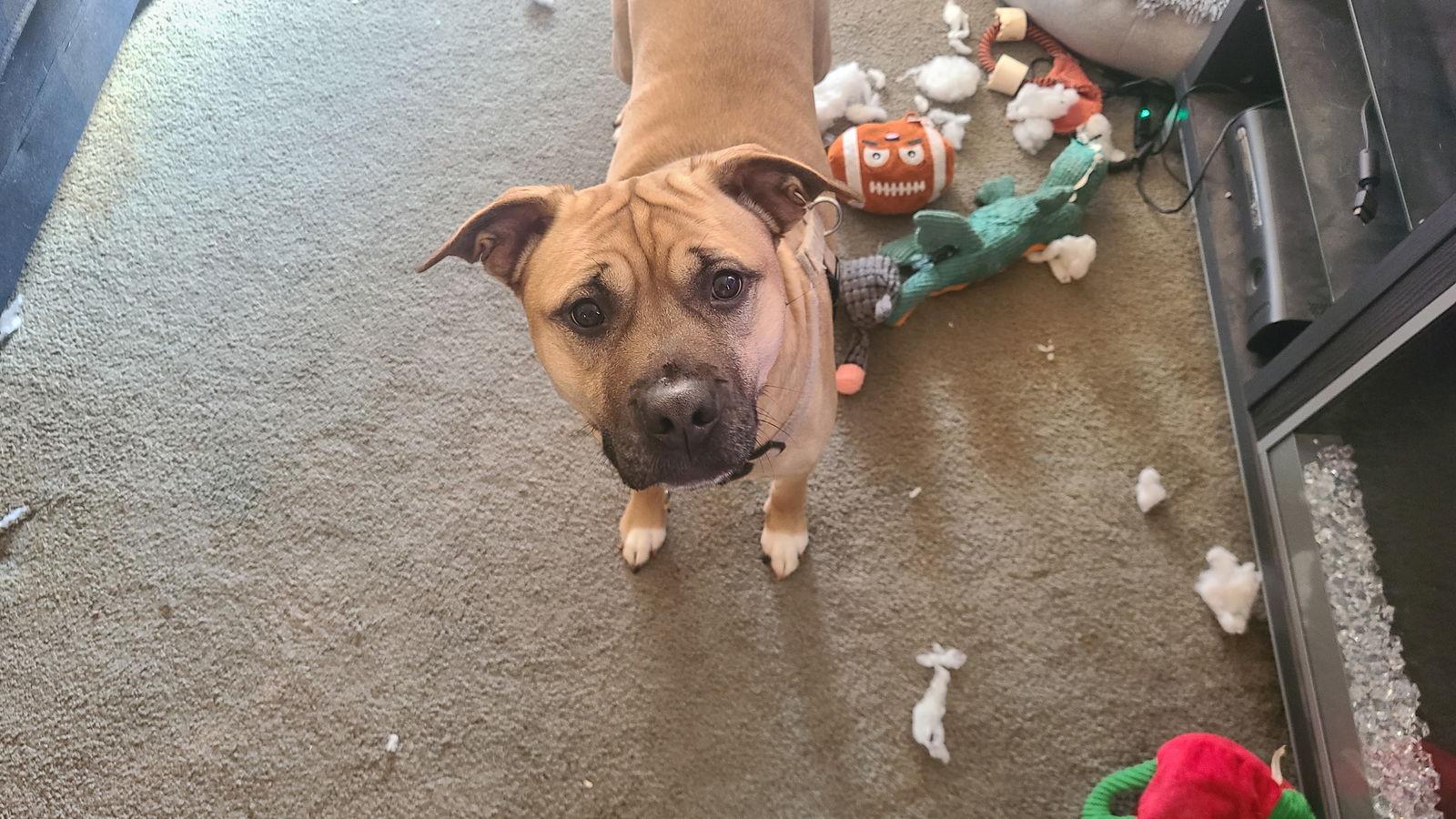 Enlarge Bella, a Adoptable mixed breed in New Hope, PA image 2/3