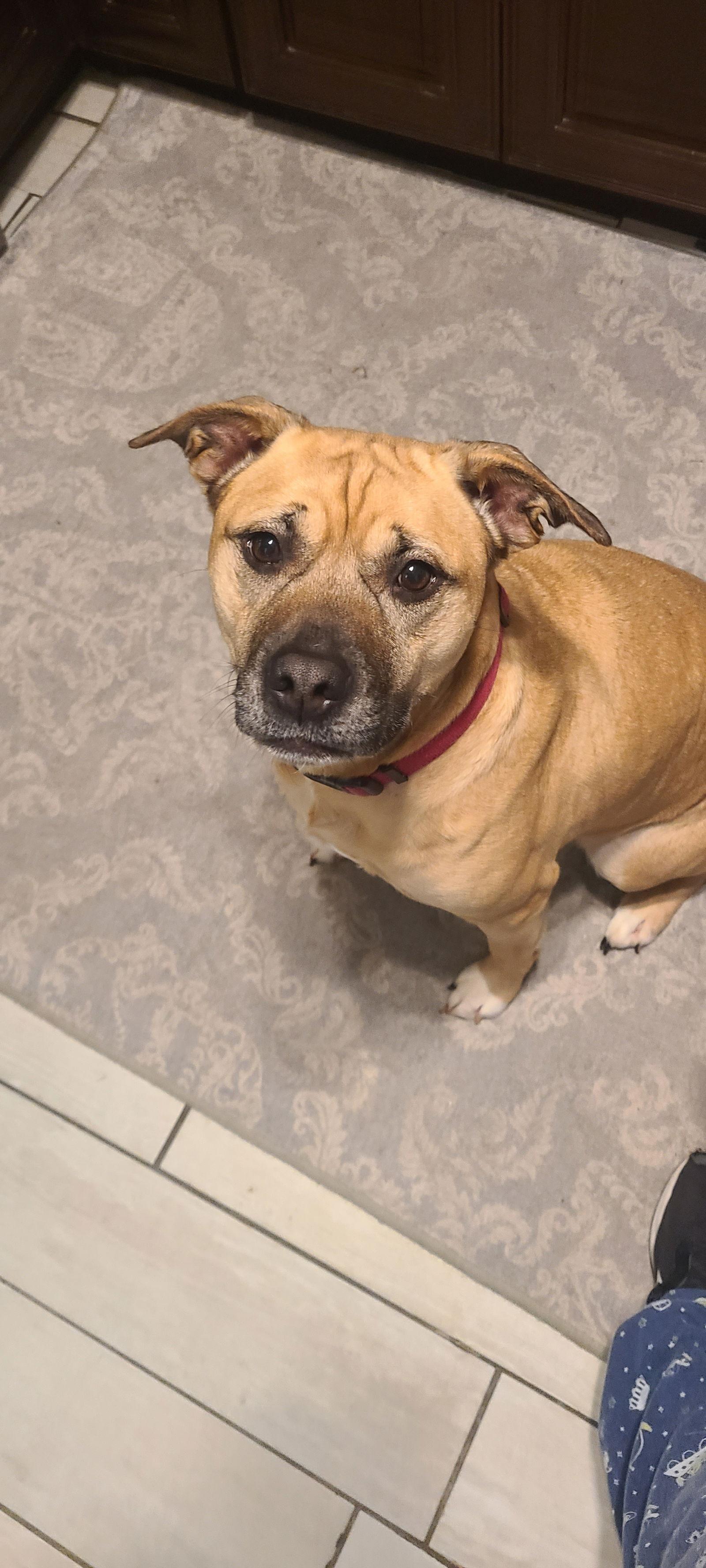 Enlarge Bella, a Adoptable mixed breed in New Hope, PA image 3/3