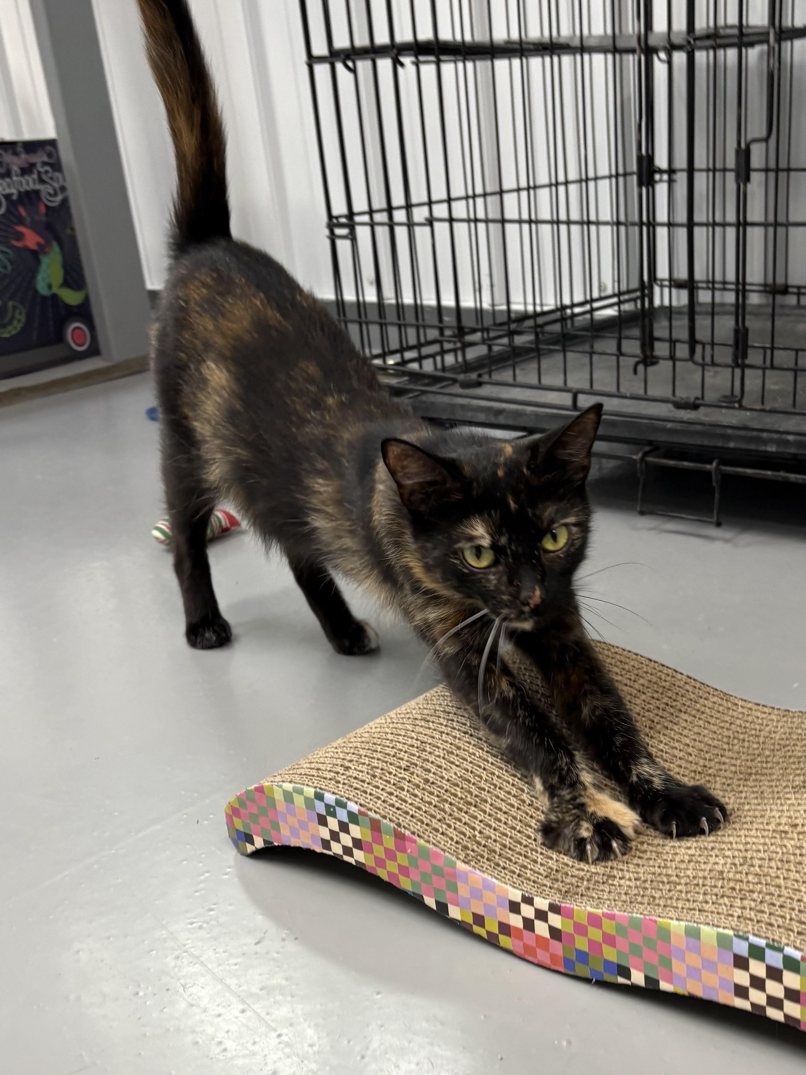 Churro, a ADOPTABLE Tortoiseshell in Big Rapids, MI image 1/4