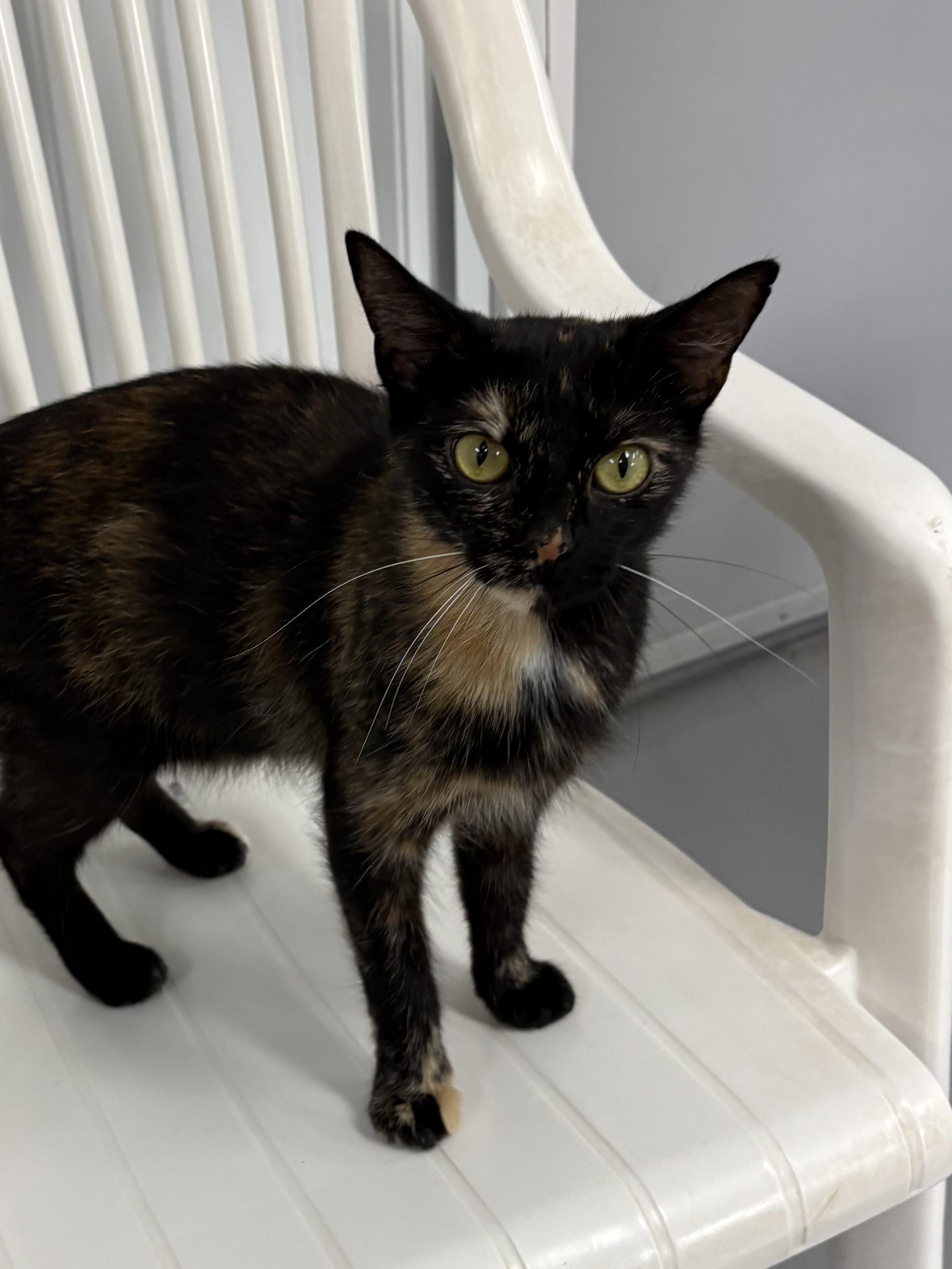 Churro, a ADOPTABLE Tortoiseshell in Big Rapids, MI image 3/4