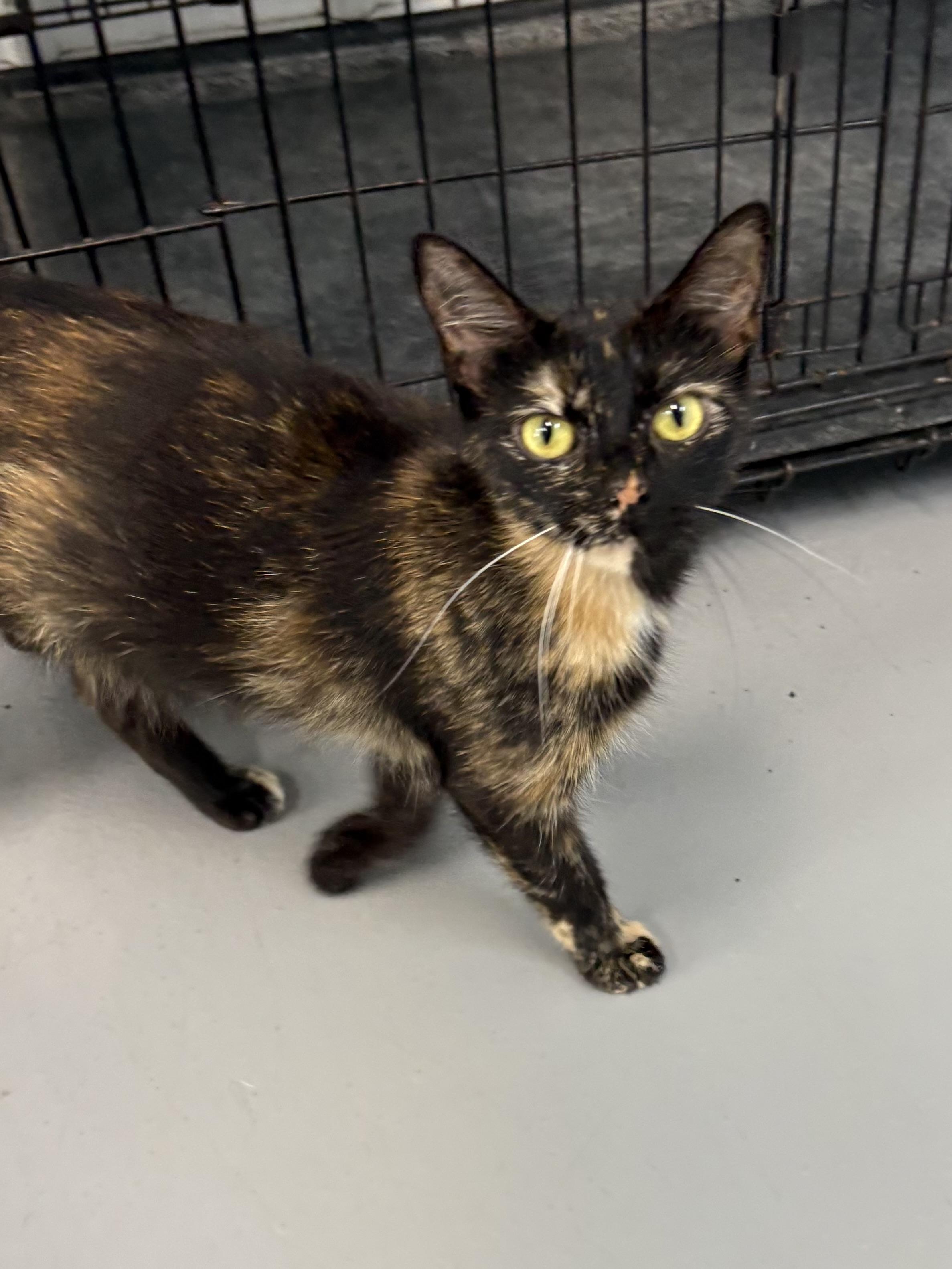 Churro, a ADOPTABLE Tortoiseshell in Big Rapids, MI image 2/4