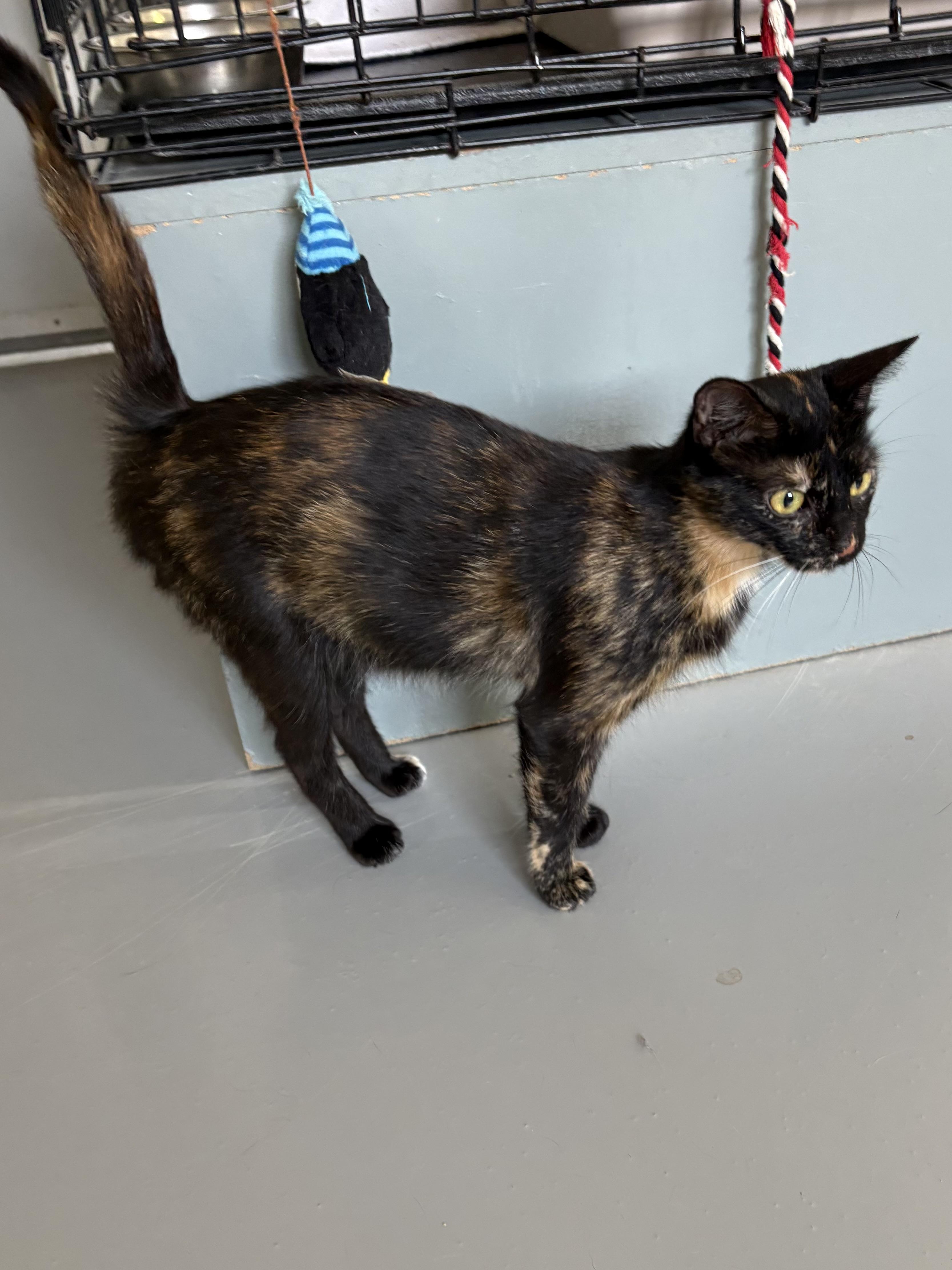 Churro, a ADOPTABLE Tortoiseshell in Big Rapids, MI image 4/4