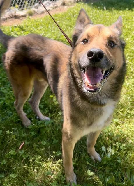 Enlarge CODY, a Adoptable mixed breed in Sacramento, CA image 1/1