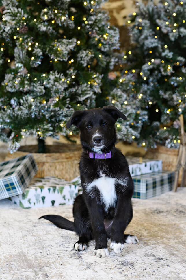 Enlarge Ember, a Adopted mixed breed in Clarksburg, ON image 1/1