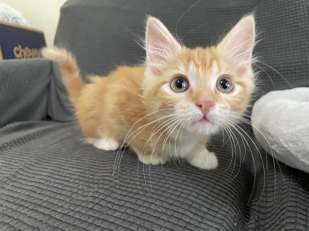Darlene Mitchell, Adoptable, Kitten Female American Shorthair & Siamese.