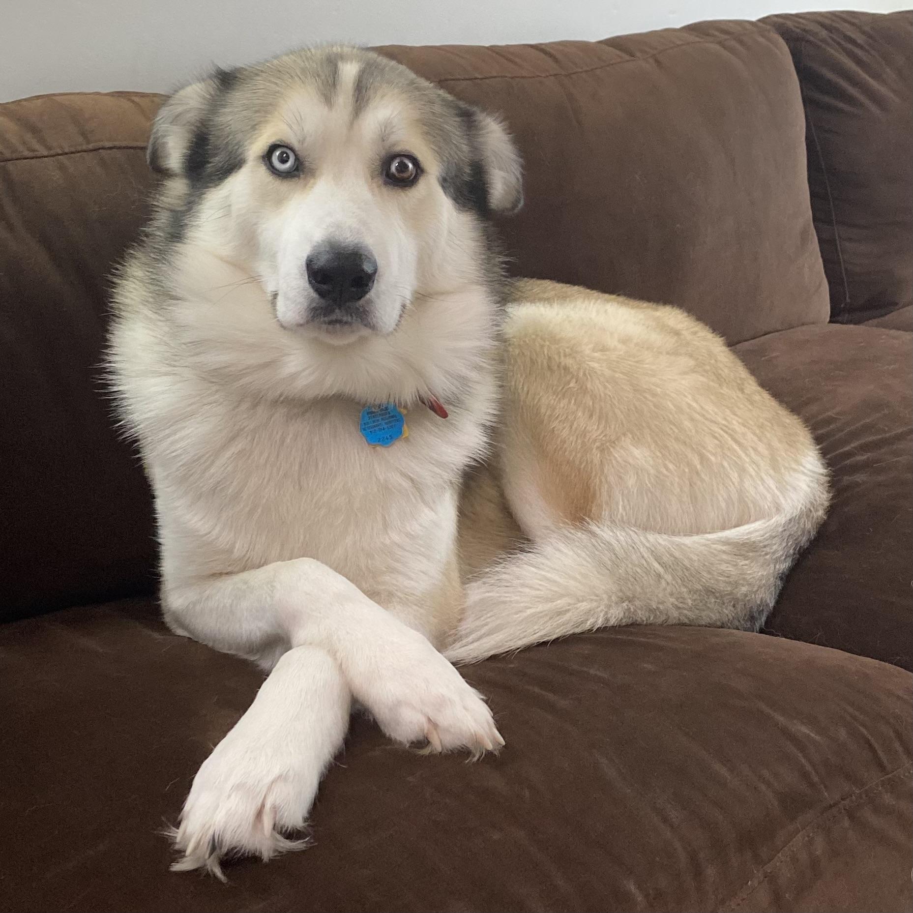 Kenobi, a ADOPTABLE mixed breed in Statesboro, GA image 1/2