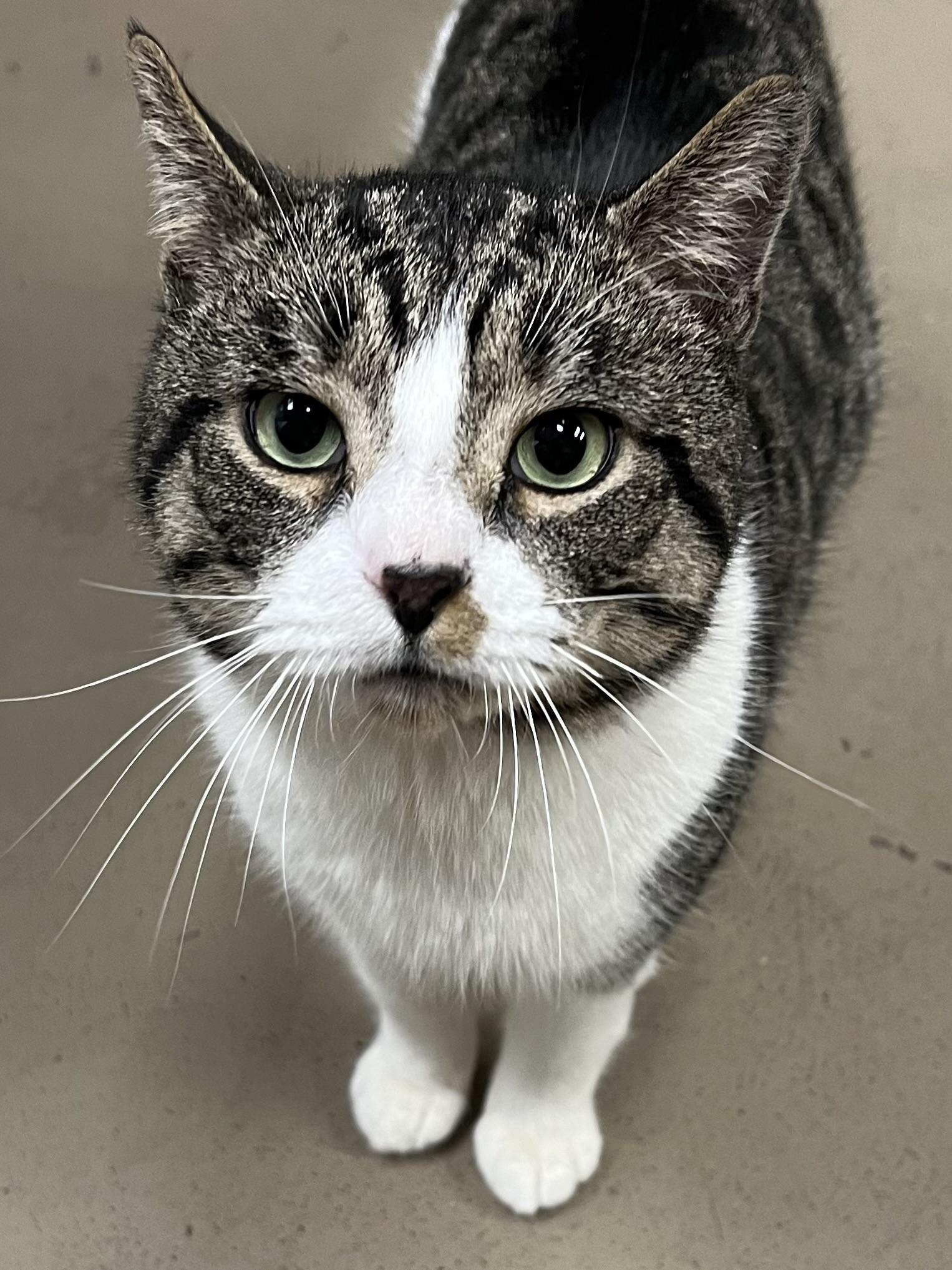 Fred, a ADOPTABLE Domestic Short Hair in Johnston, RI image 4/6