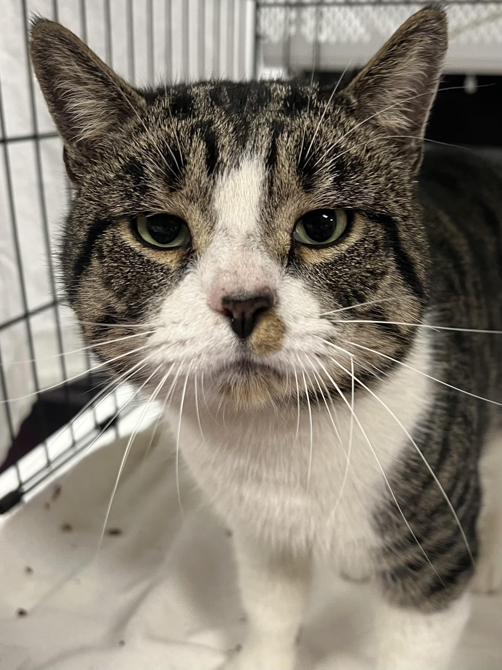 Fred, a ADOPTABLE Domestic Short Hair in Johnston, RI image 6/6