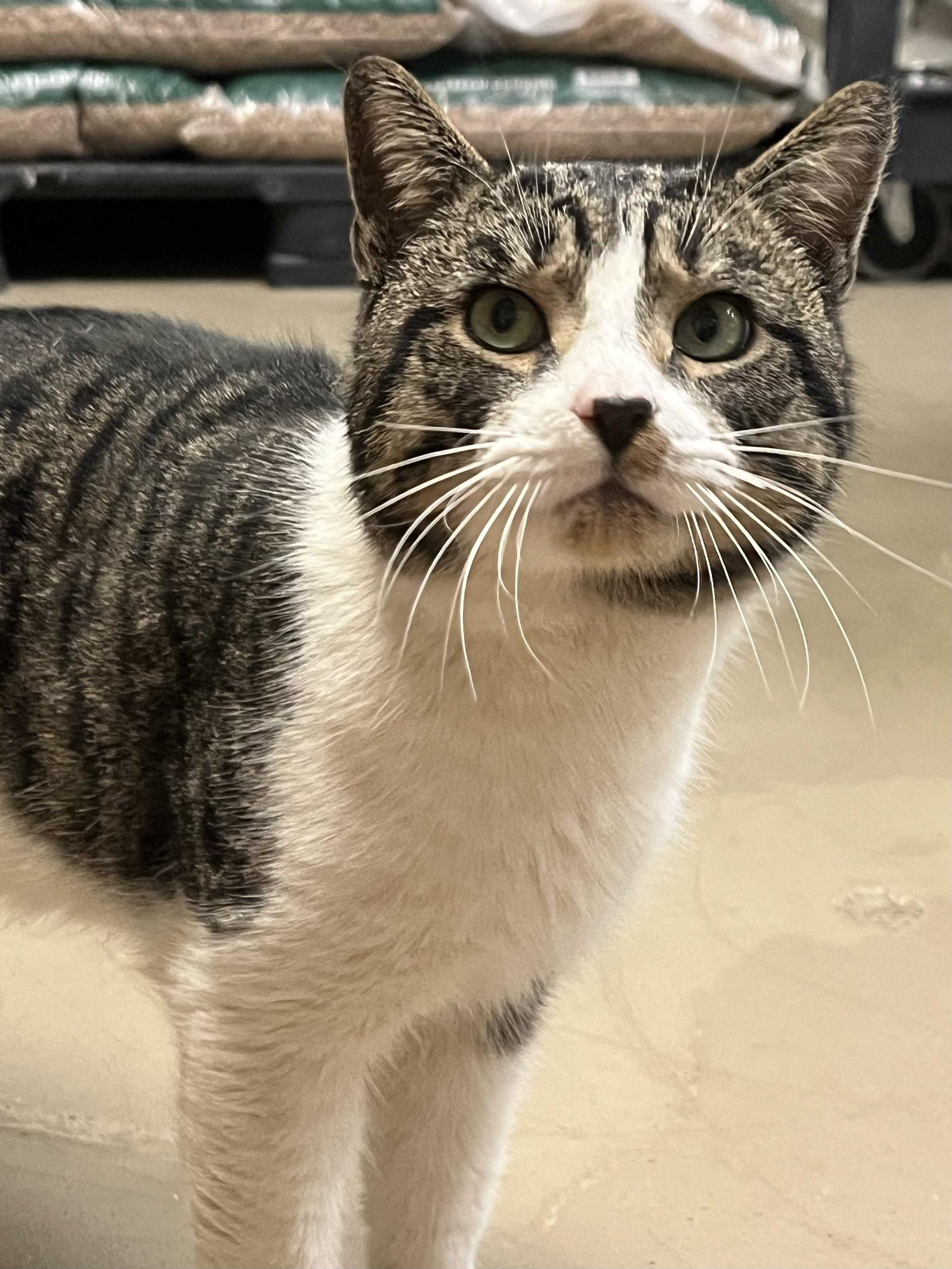 Fred, a ADOPTABLE Domestic Short Hair in Johnston, RI image 5/6