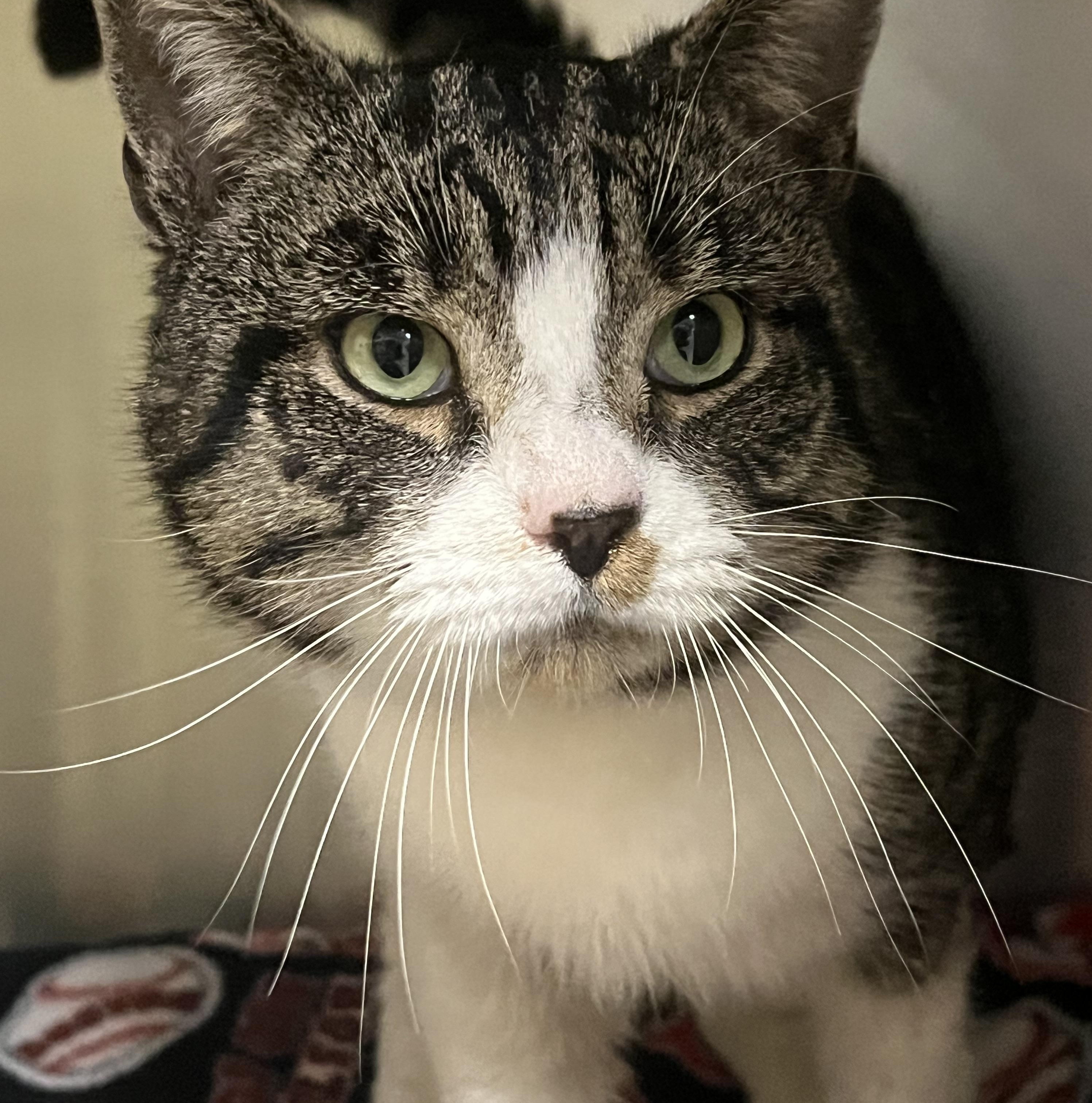 Fred, ADOPTABLE, Adult Male Domestic Short Hair.