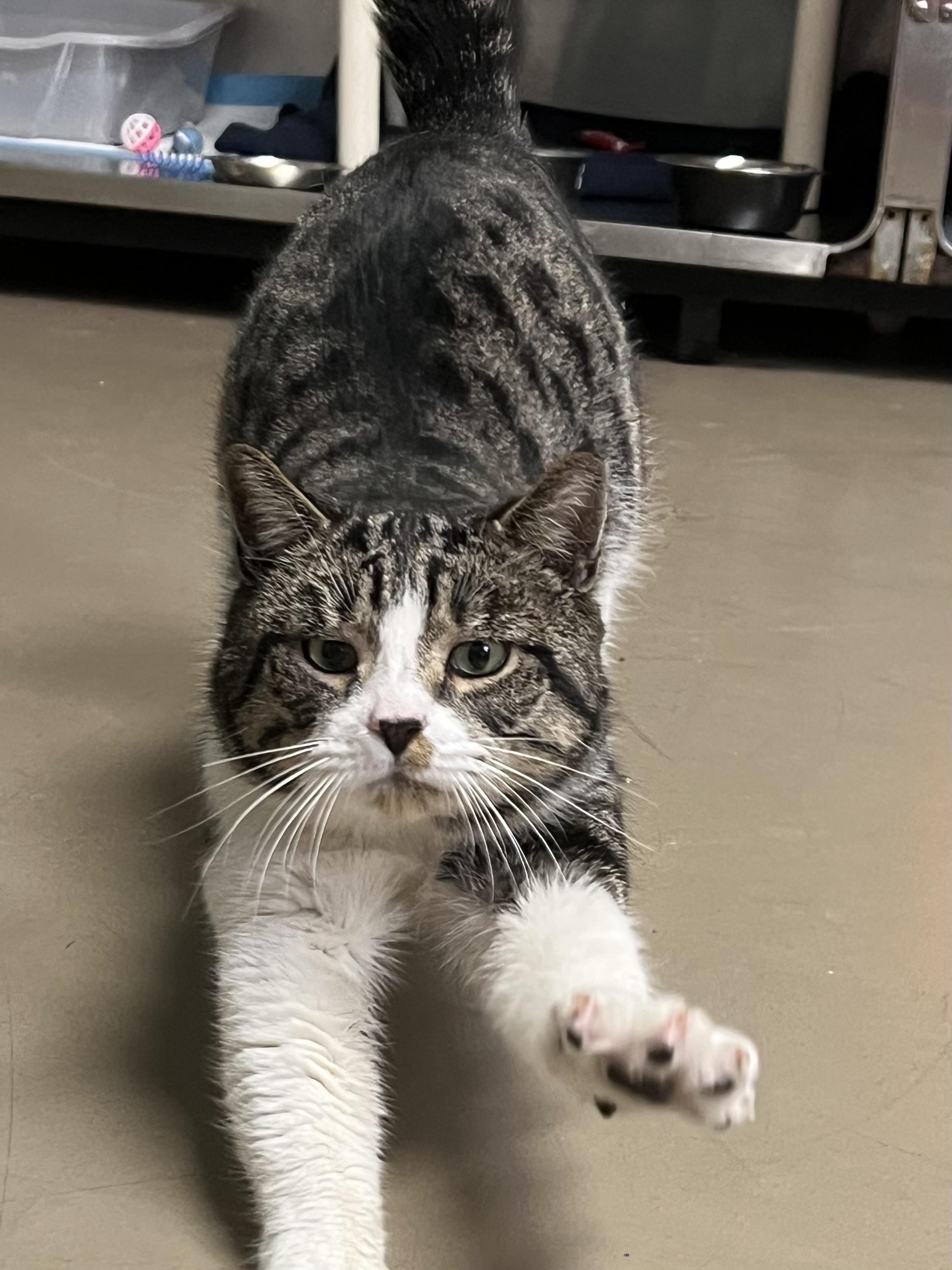 Fred, a ADOPTABLE Domestic Short Hair in Johnston, RI image 2/6