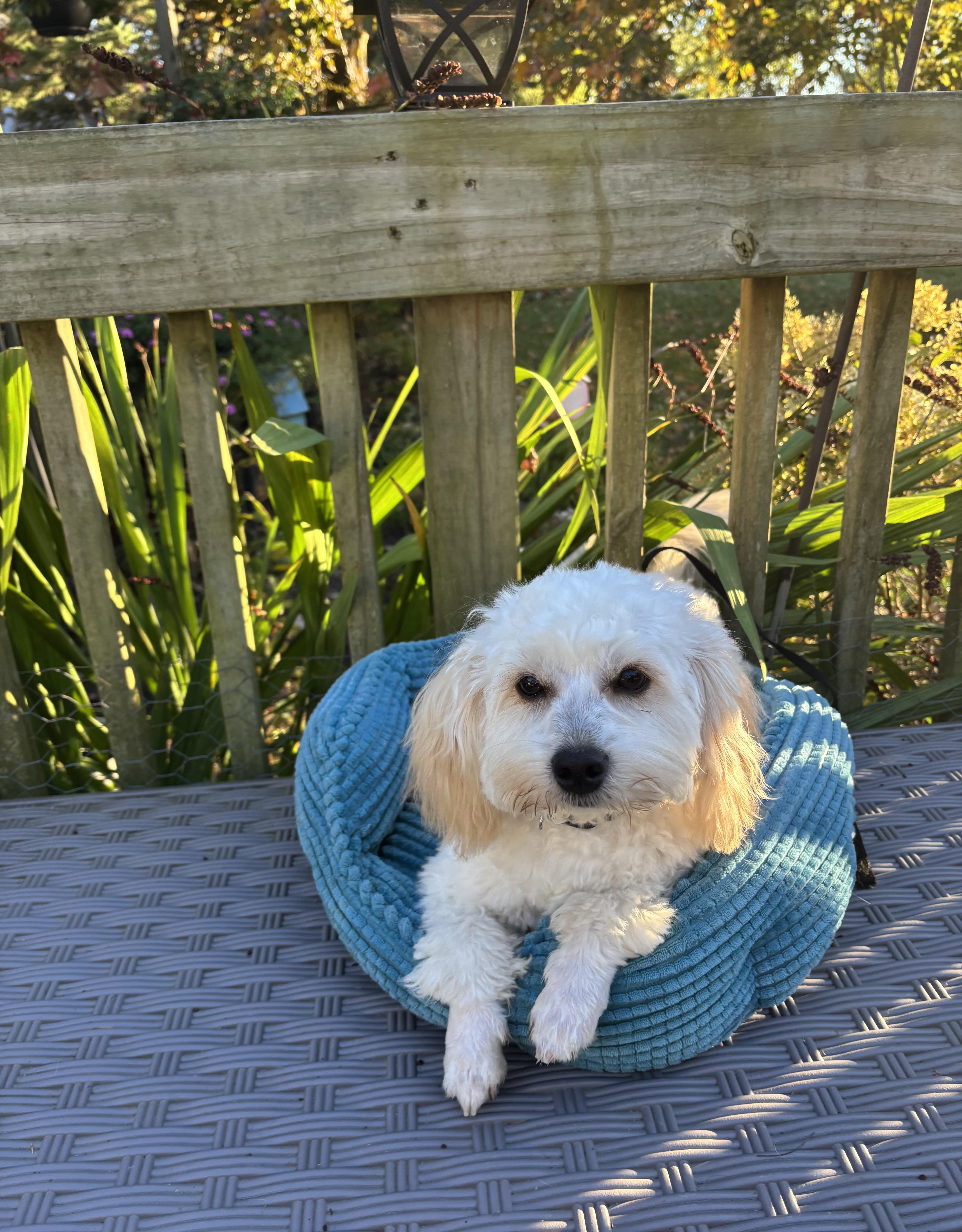 Pumpkin, Adoptable, Young Male Maltipoo & Poodle.