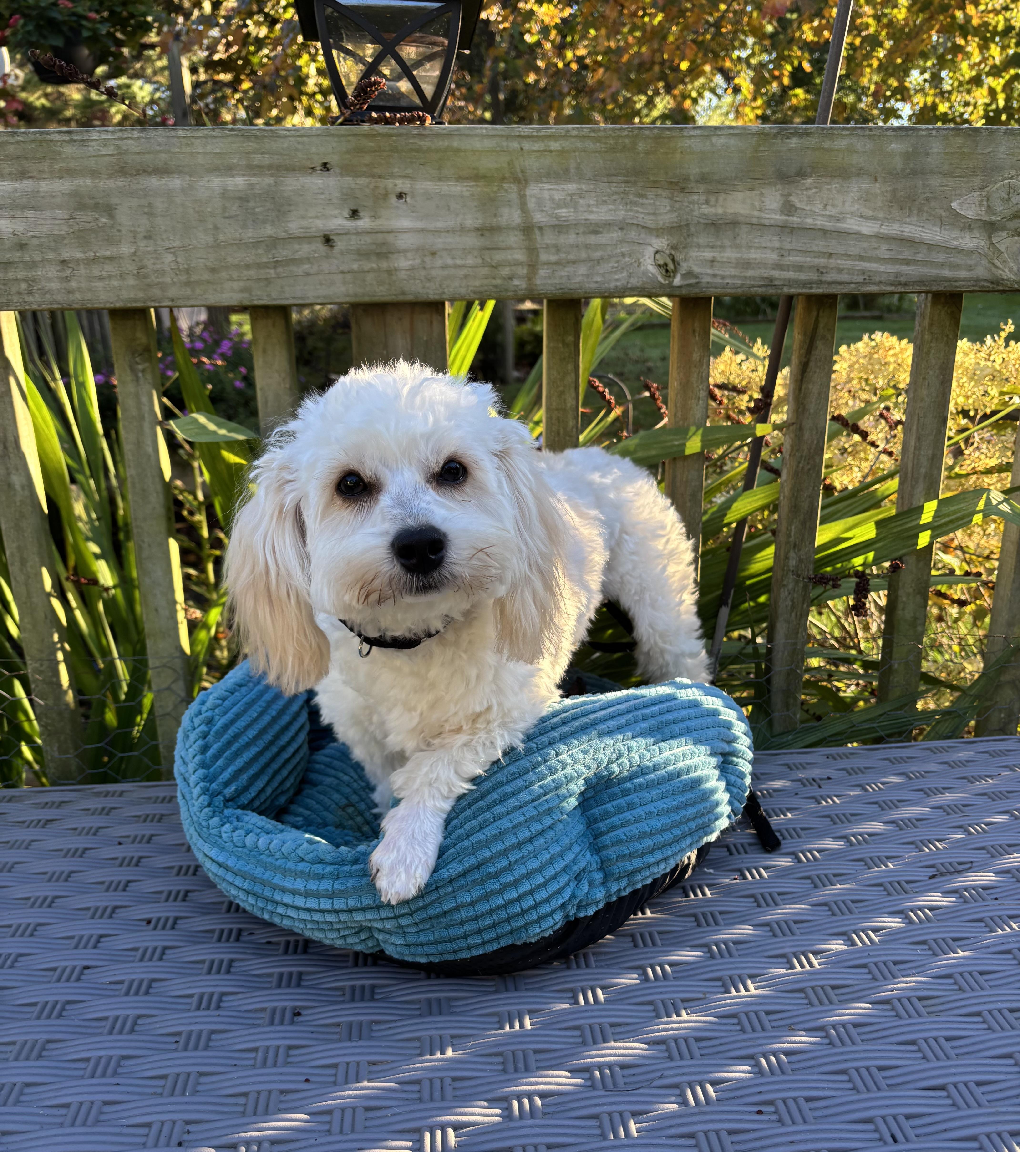 Enlarge Pumpkin, a Adoptable mixed breed in White Lake, MI image 5/5
