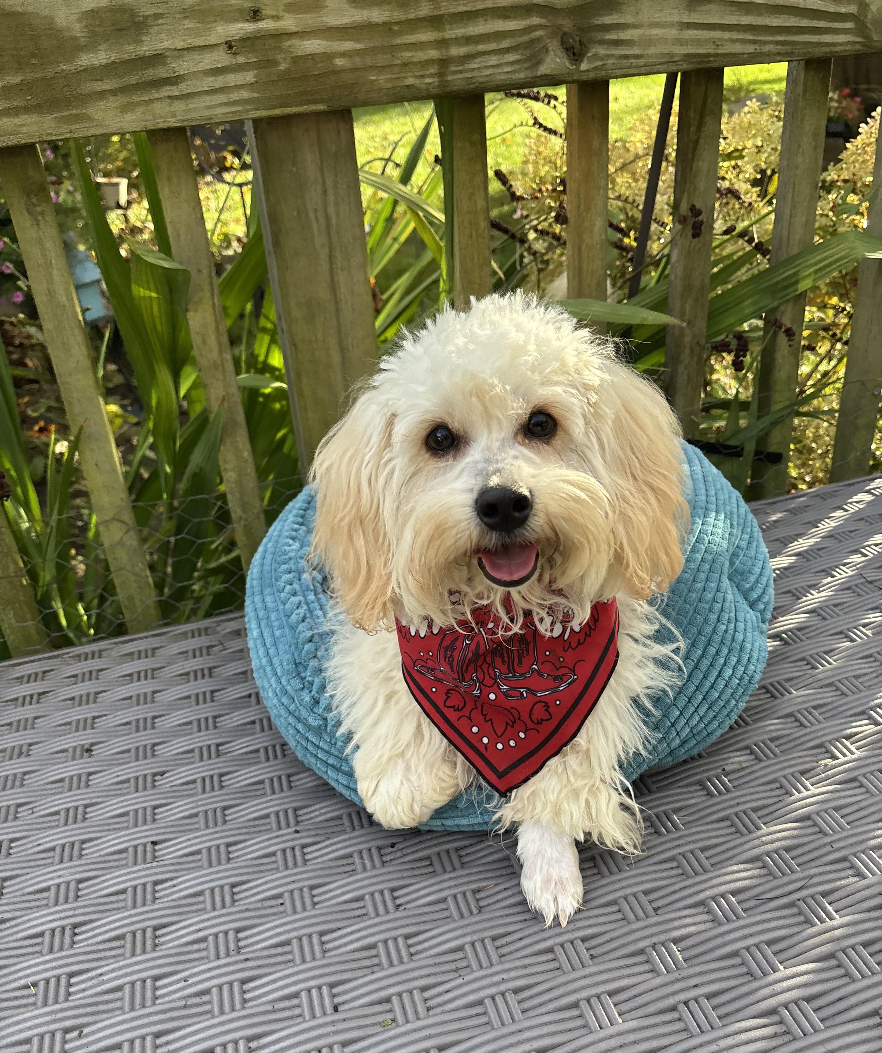 Enlarge Pumpkin, a Adoptable mixed breed in White Lake, MI image 3/5