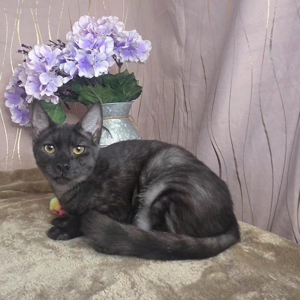 Marina, Adoptable, Kitten Female Domestic Short Hair.