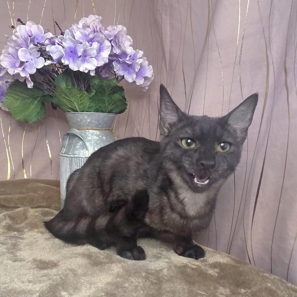 Enlarge Marina, a Adoptable Domestic Short Hair in Newburgh , NY image 3/6