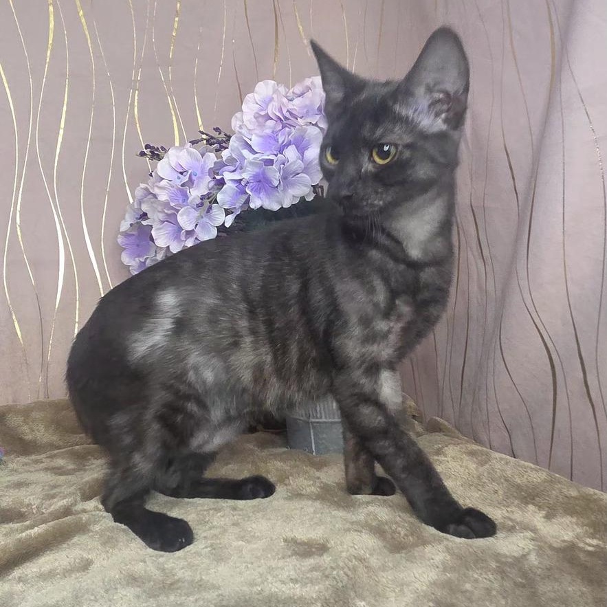 Enlarge Marina, a Adoptable Domestic Short Hair in Newburgh , NY image 4/6