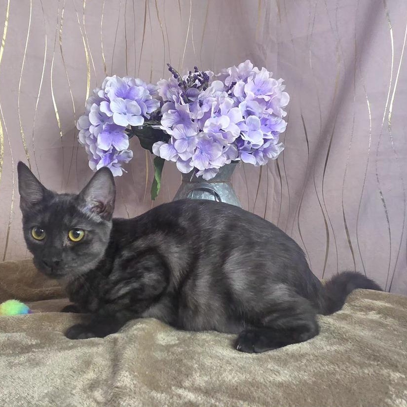 Enlarge Marina, a Adoptable Domestic Short Hair in Newburgh , NY image 2/6