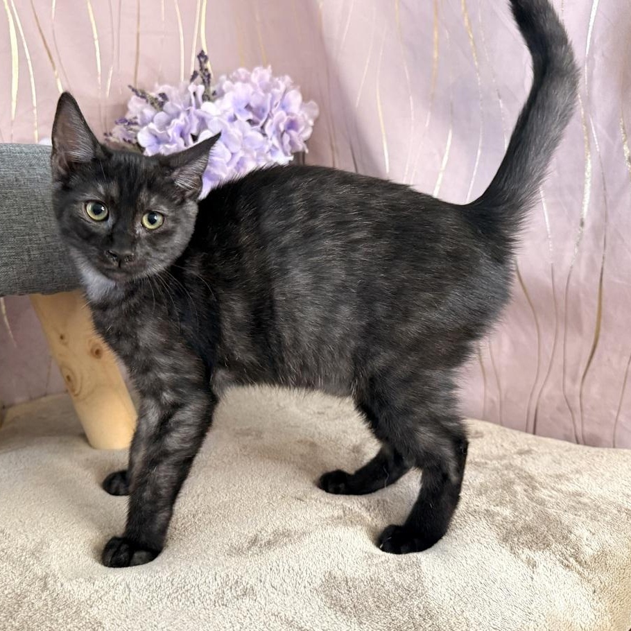 Enlarge Marina, a Adoptable Domestic Short Hair in Newburgh , NY image 6/6