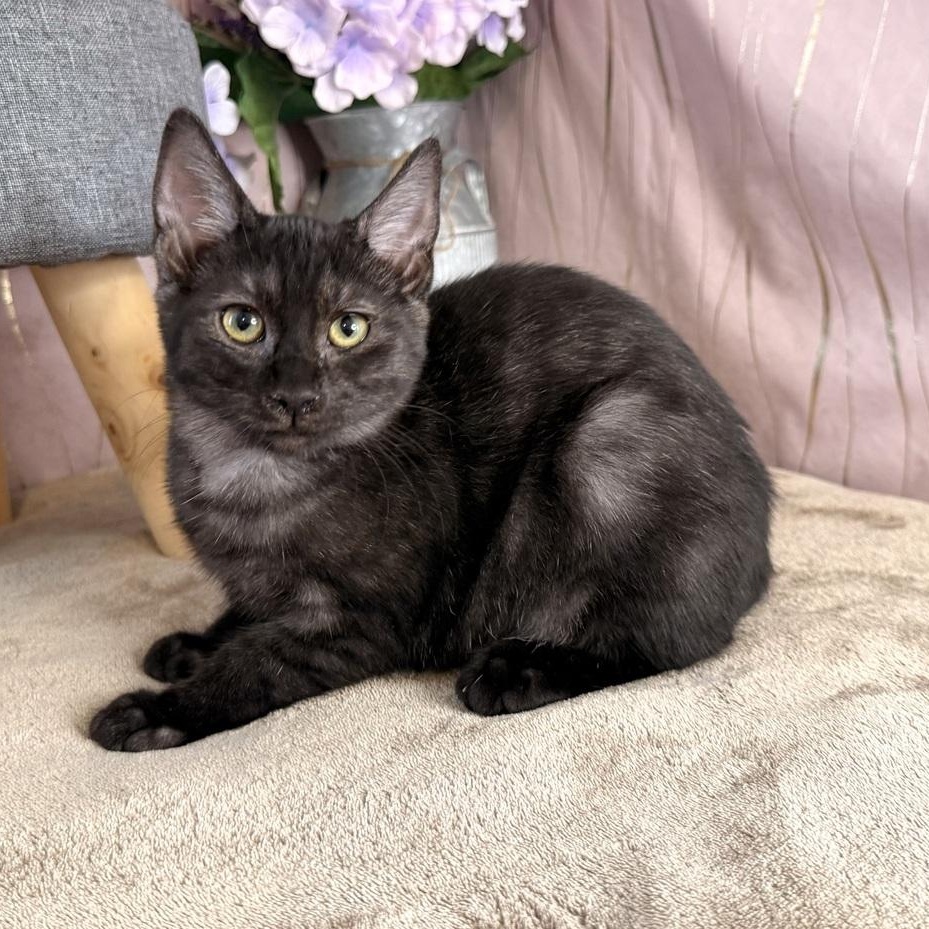Enlarge Marina, a Adoptable Domestic Short Hair in Newburgh , NY image 5/6