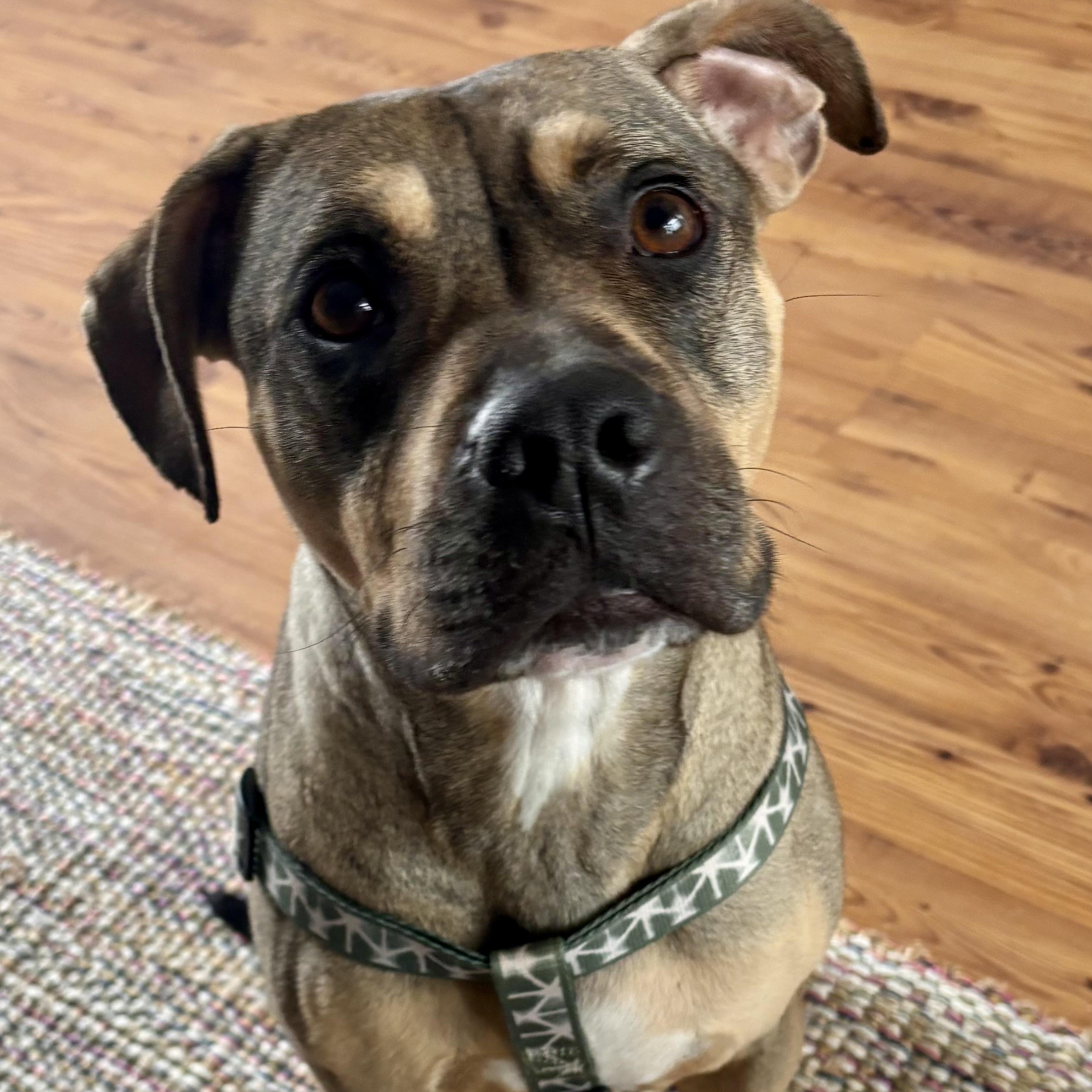 SONNY! The Quiet Cuddle Bug Who Just Wants to Be Close, Adoptable, Adult Male Mixed Breed & American Staffordshire Terrier.