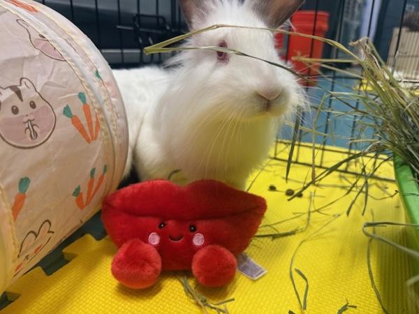 Bunny Bear, Adoptable, Young Female Florida White.