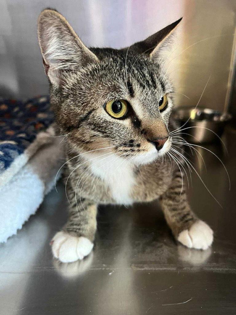 Enlarge Tilly Mae, a Adoptable Domestic Short Hair in Saint George, UT image 1/2