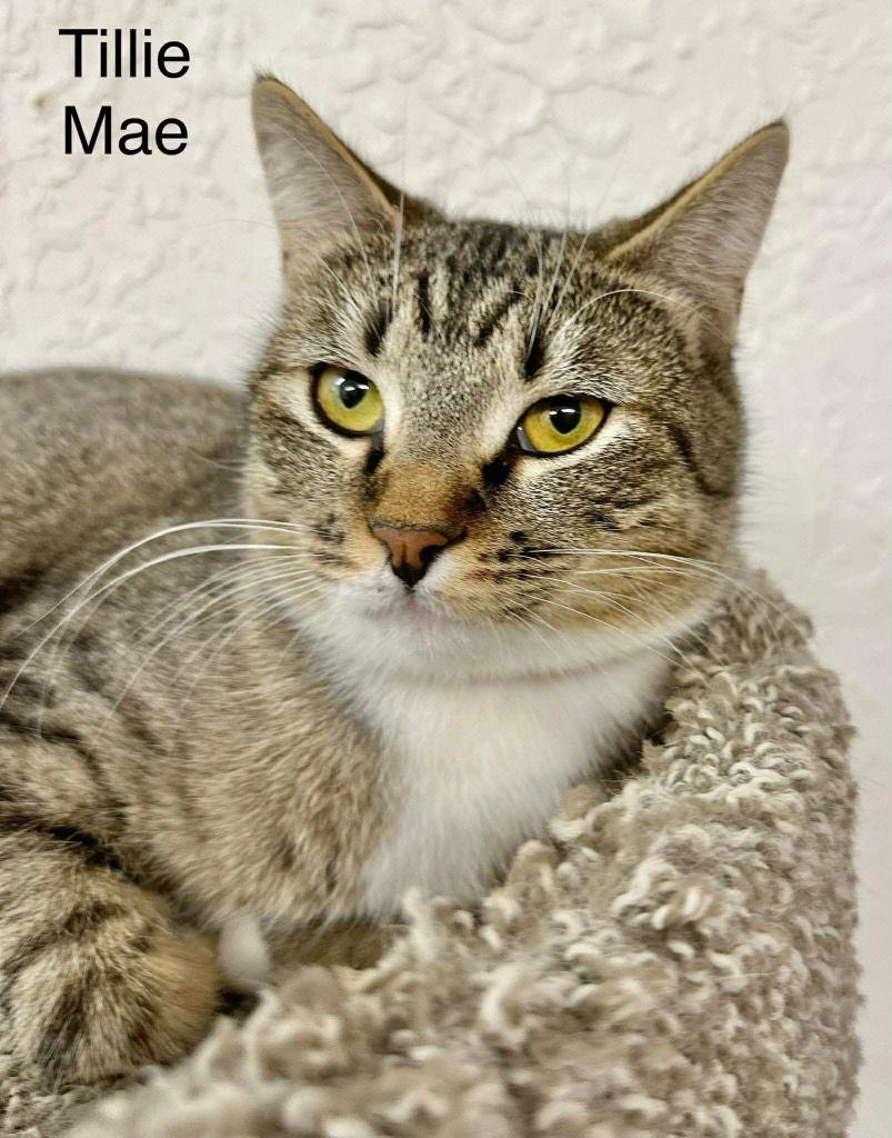 Tilly Mae, Adoptable, Young Female Domestic Short Hair.
