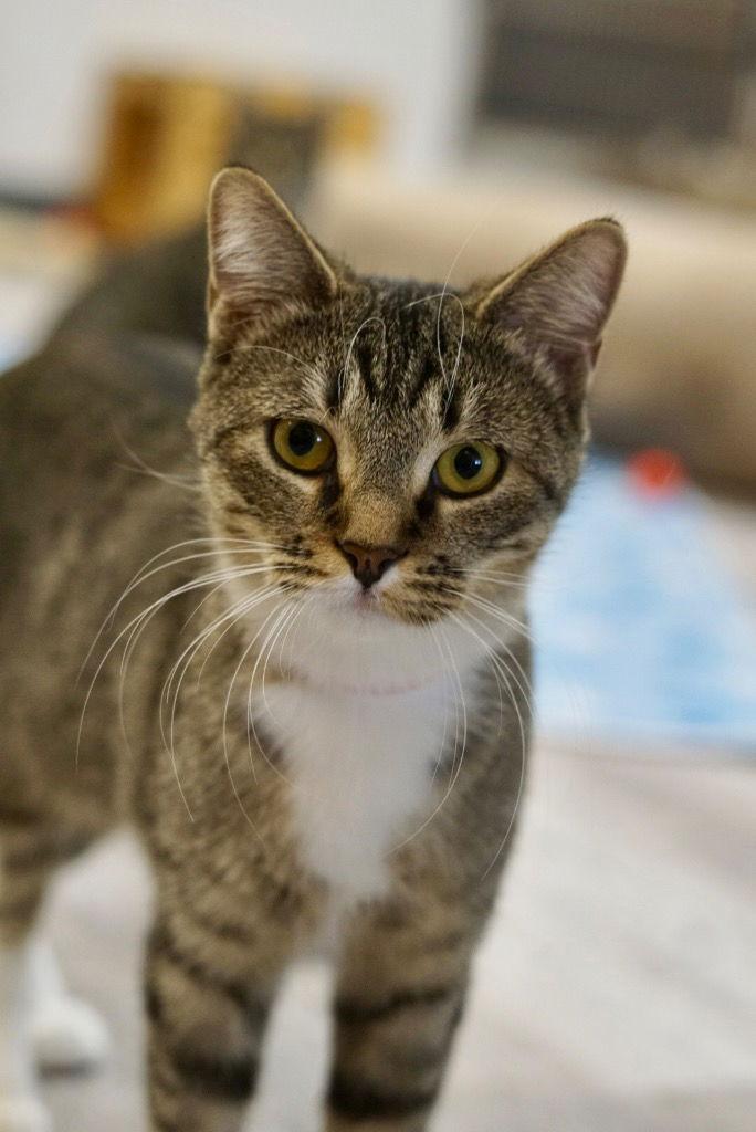 Enlarge Tilly Mae, a Adoptable Domestic Short Hair in Saint George, UT image 2/2