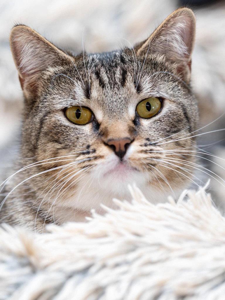 Tilly Mae, a Adoptable Domestic Short Hair in Saint George, UT image 2/3