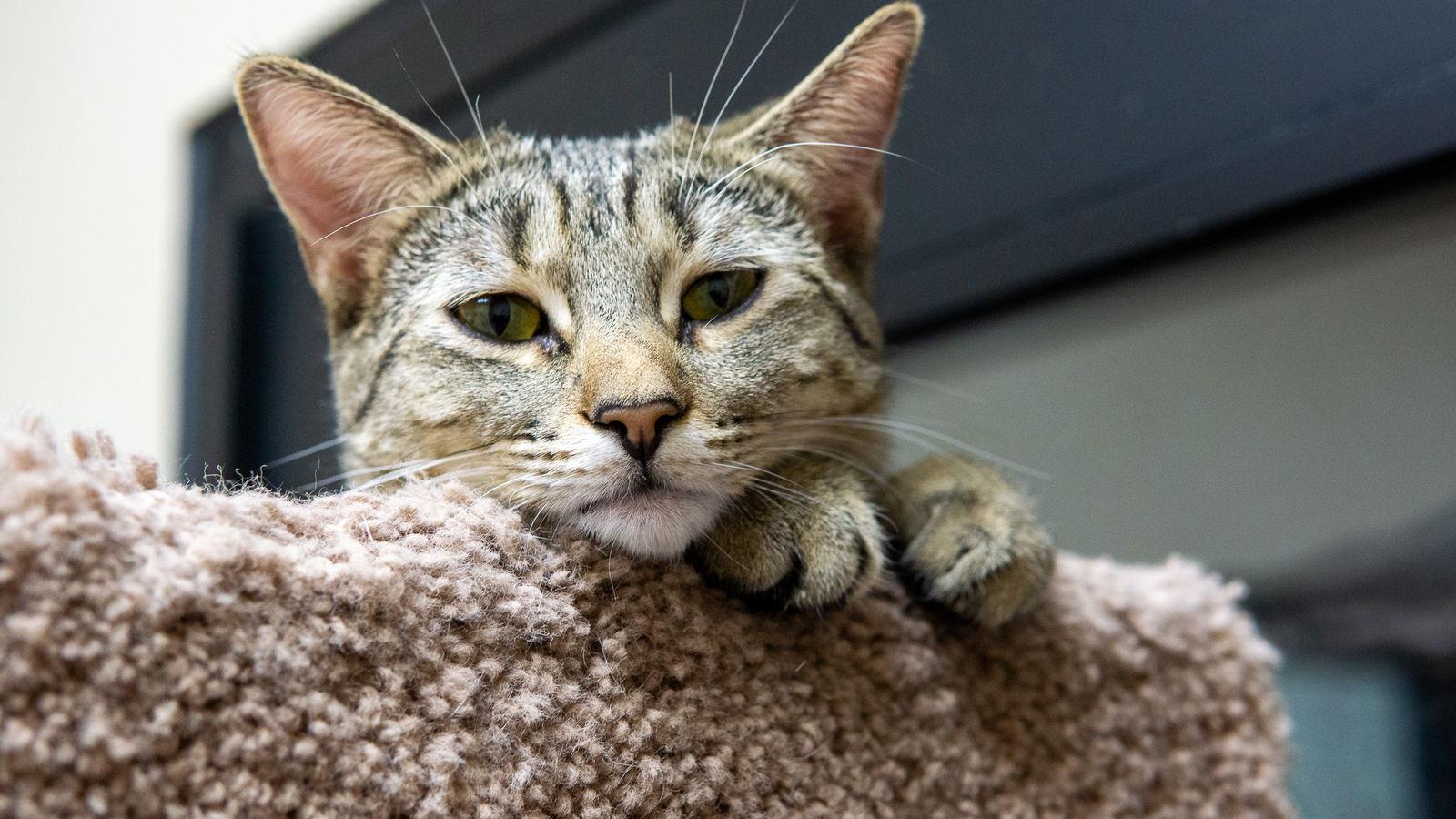 Carla Pixar, Adopted, Kitten Female Domestic Short Hair & Tabby.