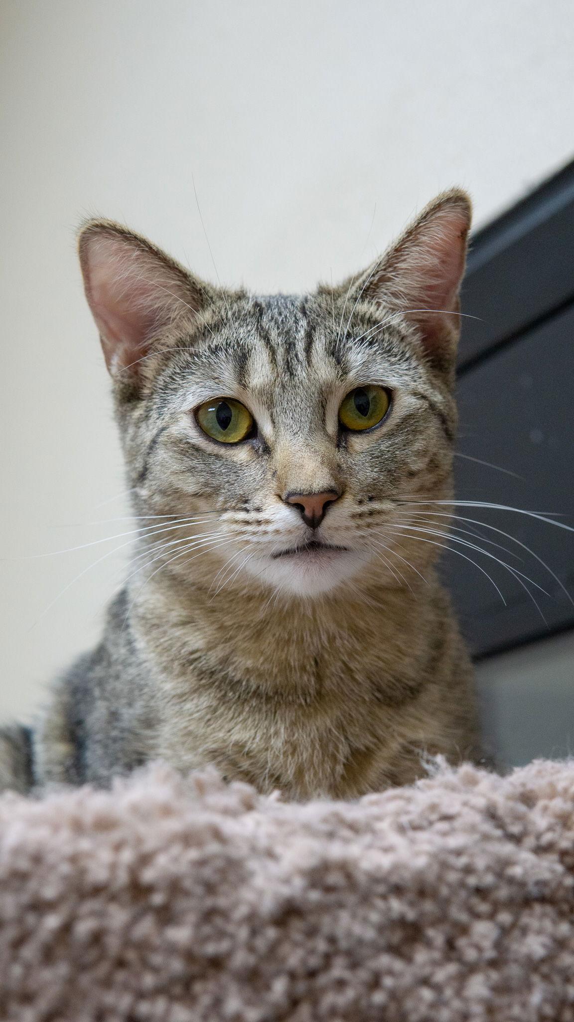 Enlarge Carla Pixar, a Adopted mixed breed in Chandler, AZ image 3/3