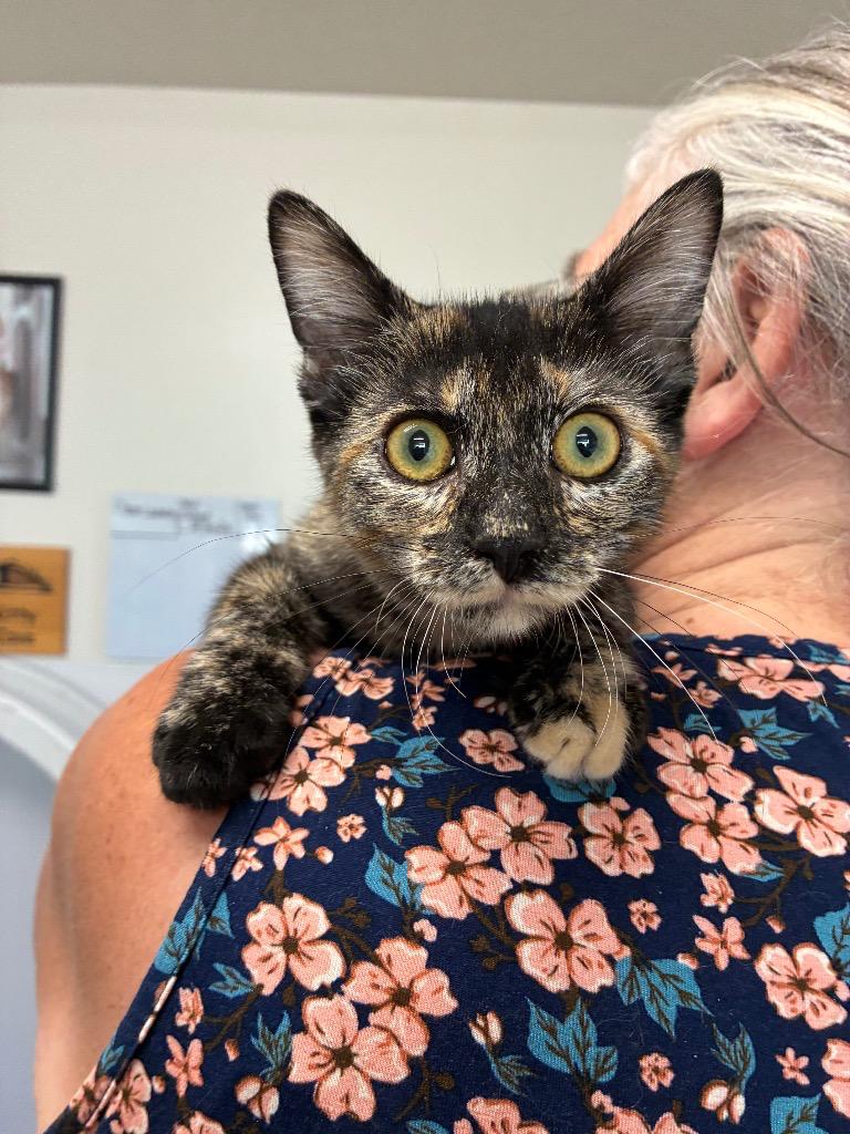 Kitten - Rose, Adopted, Kitten Female Domestic Short Hair.