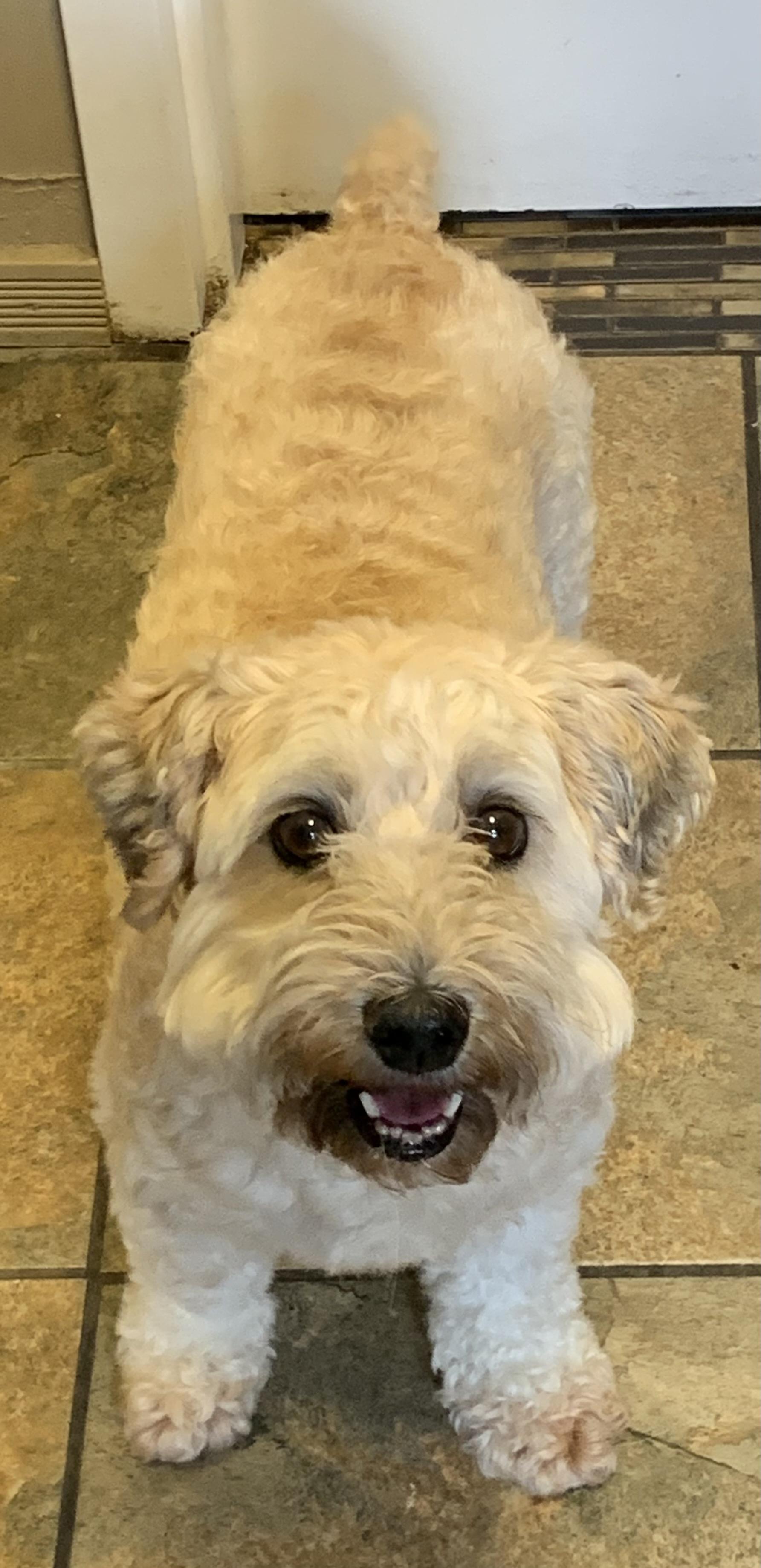 Doris and Hogan, Adoptable, Adult Female Havanese & Poodle.