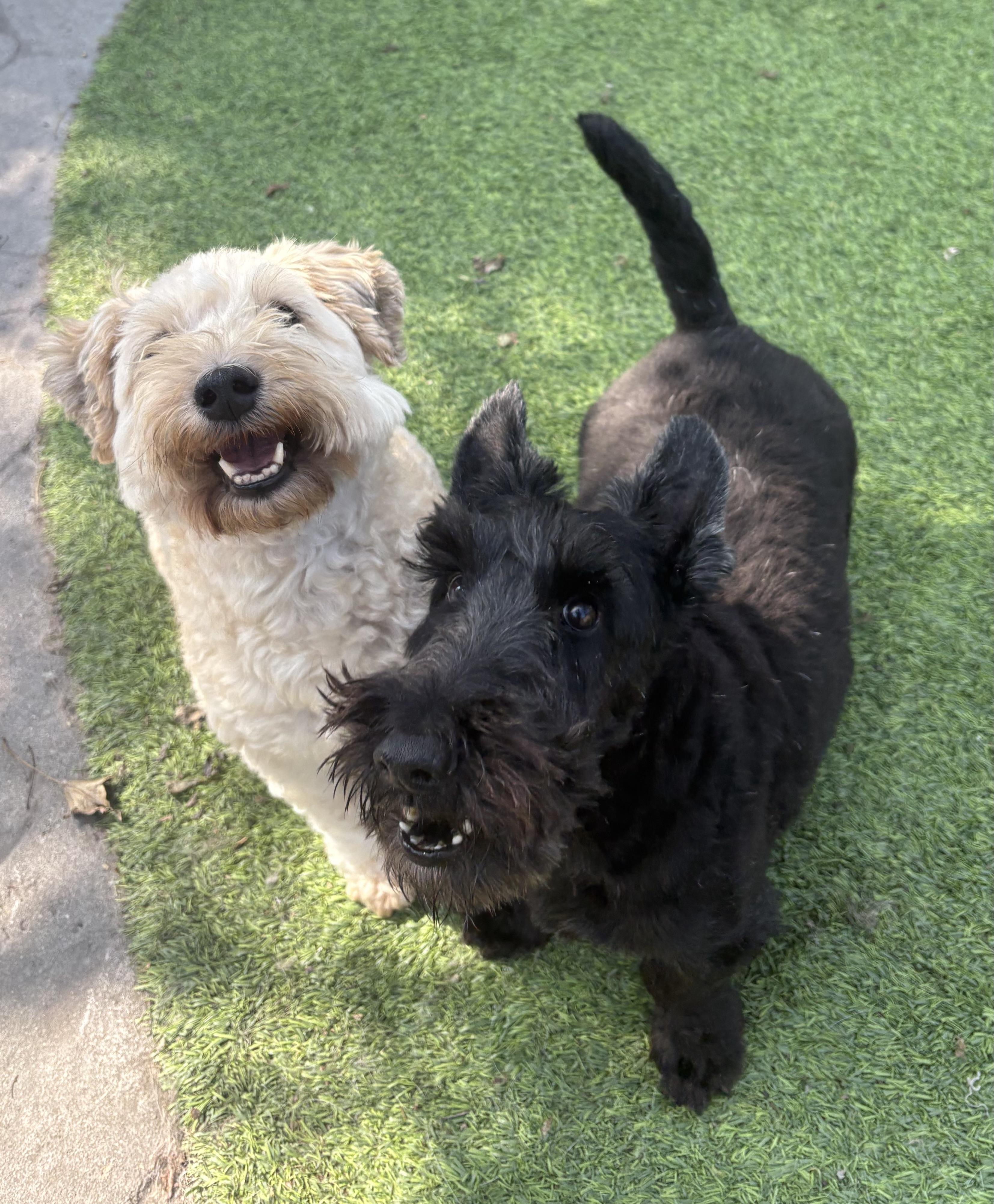 Enlarge Doris and Hogan, a Adoptable mixed breed in Rockaway, NJ image 4/6